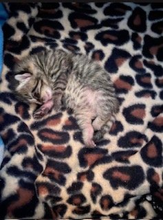 A small, gray tabby kitten sleeping on a leopard print blanket.