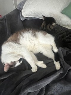 Two cats sleeping on a dark-colored blanket near a bed and pillow.