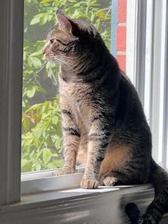 A tabby cat sitting on a windowsill, looking outside at green foliage