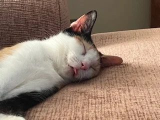 Close-up of a sleeping calico cat resting on a beige cushion.