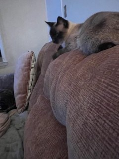 A Siamese cat resting on the back of a sofa.