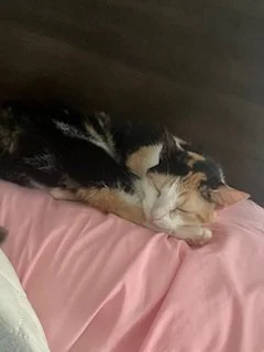 A calico cat peacefully sleeping on a pink pillow.