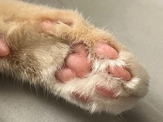 Close-up of a cat's paw showing pink paw pads and fur.
