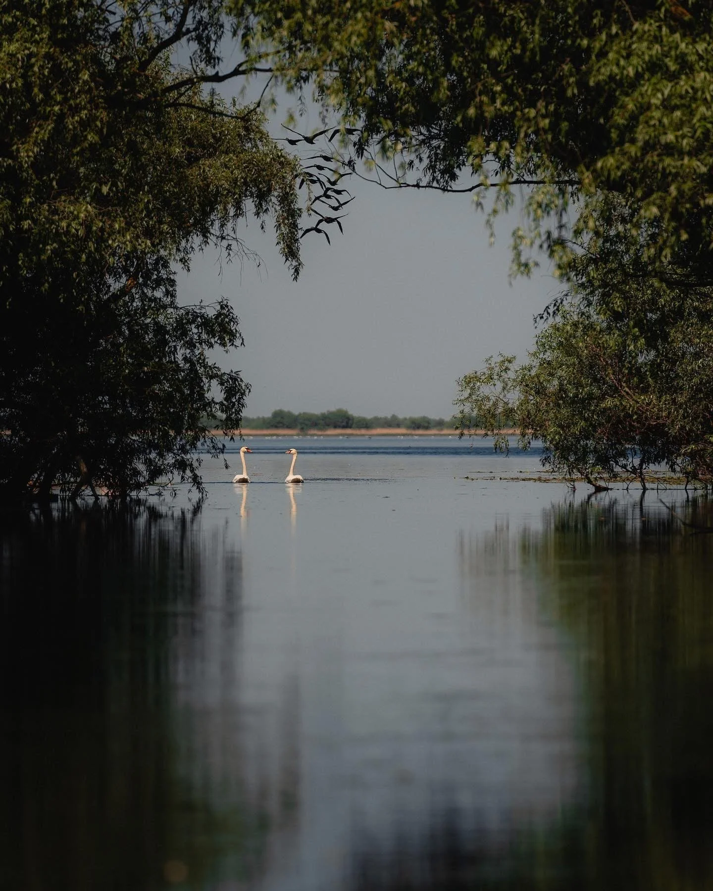 Two swans swimming in a calm body of water, framed by lush green trees on both sides.