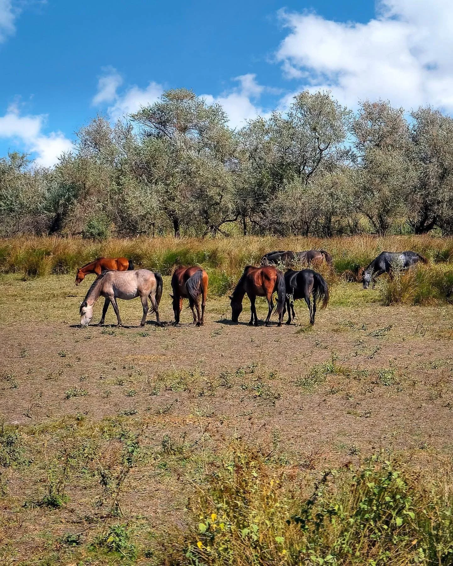 Wild horses grazing in a grassy field with trees and a blue sky with clouds in the background.