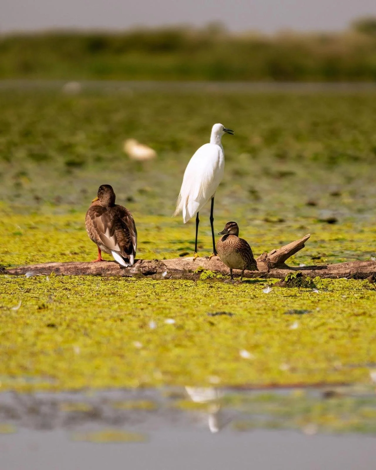 Three ducks and one heron standing on a log in a pond with green algae, water plants, and other birds in the background.