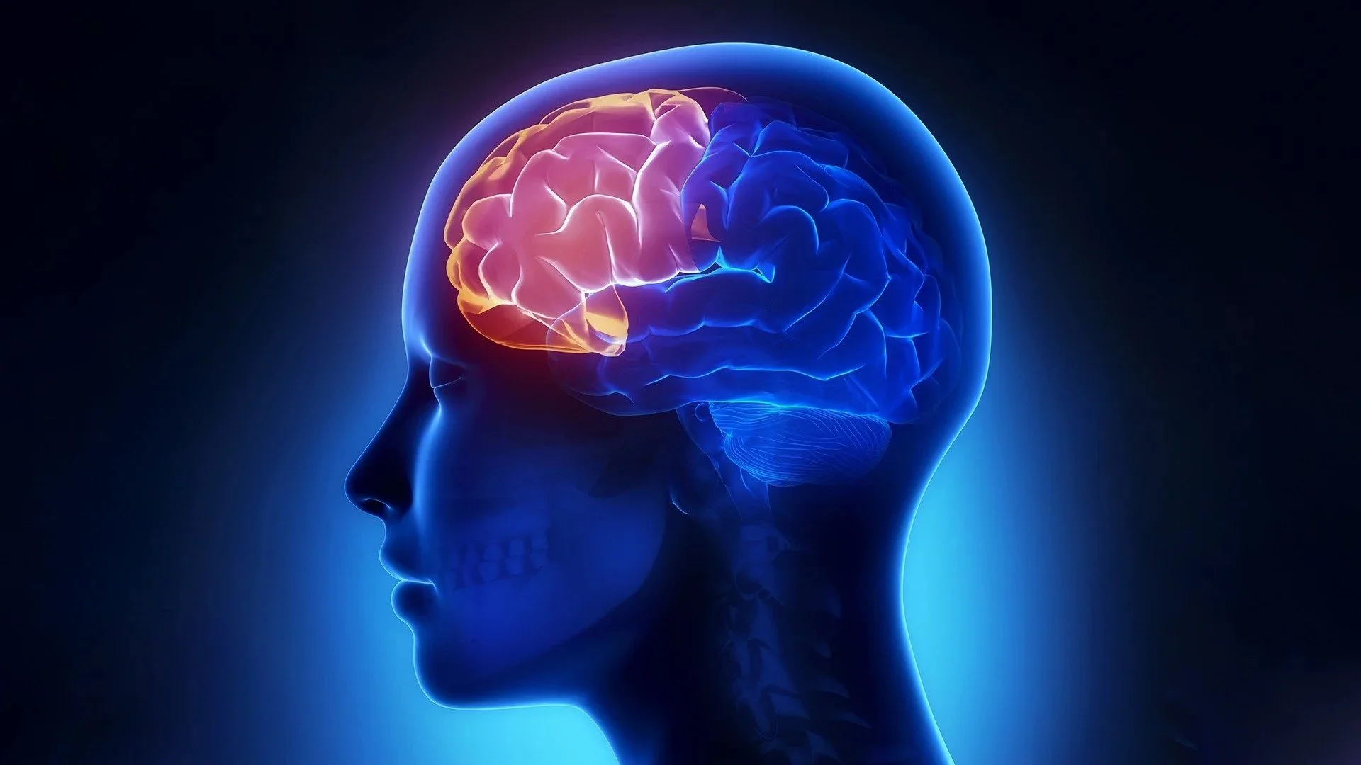 The ADHD Brain