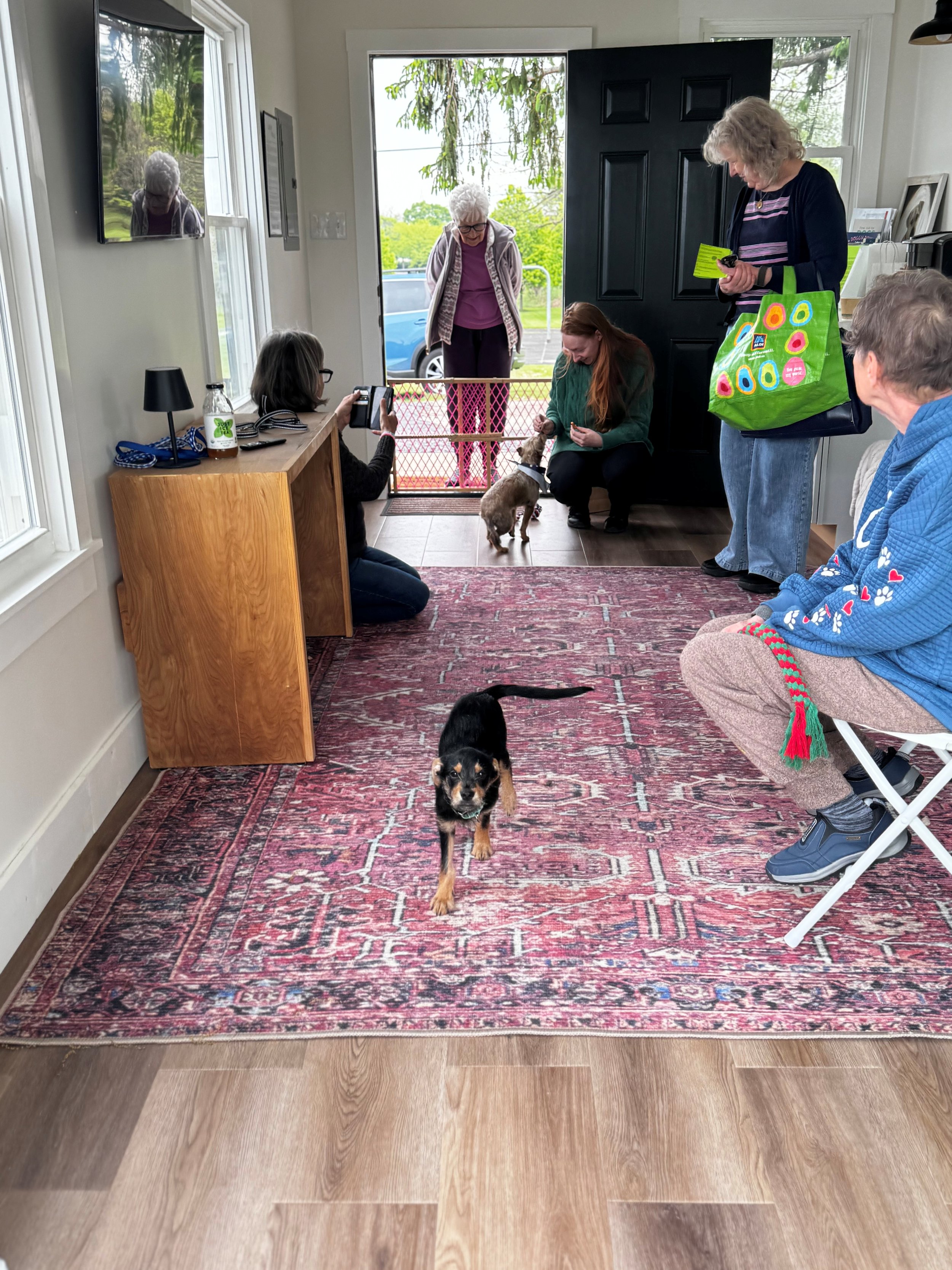 dog cabin 2.jpg