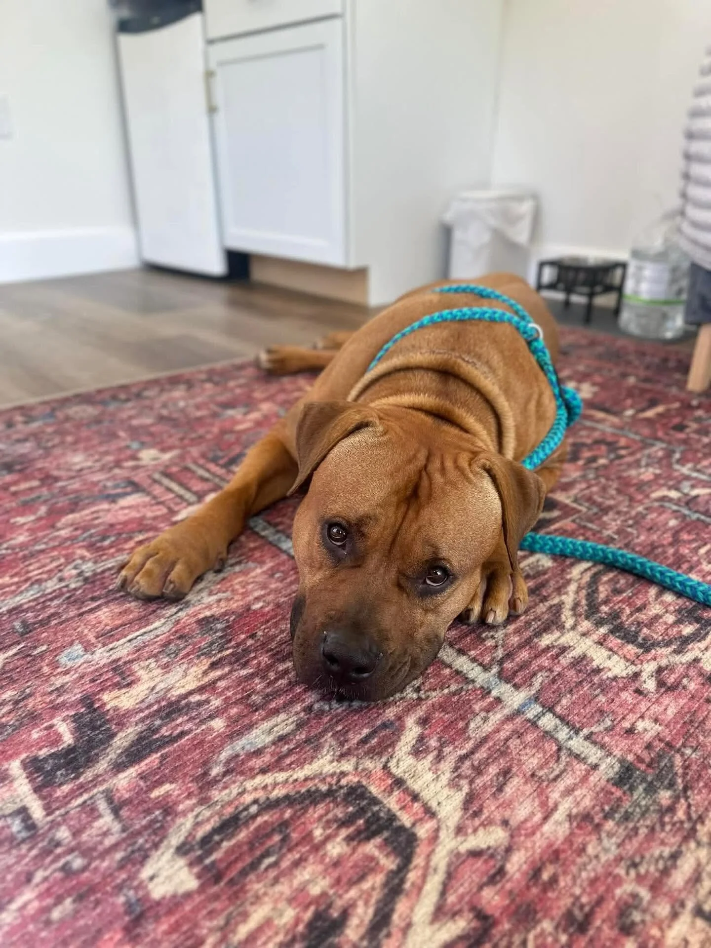 cabin dog on rug.jpg