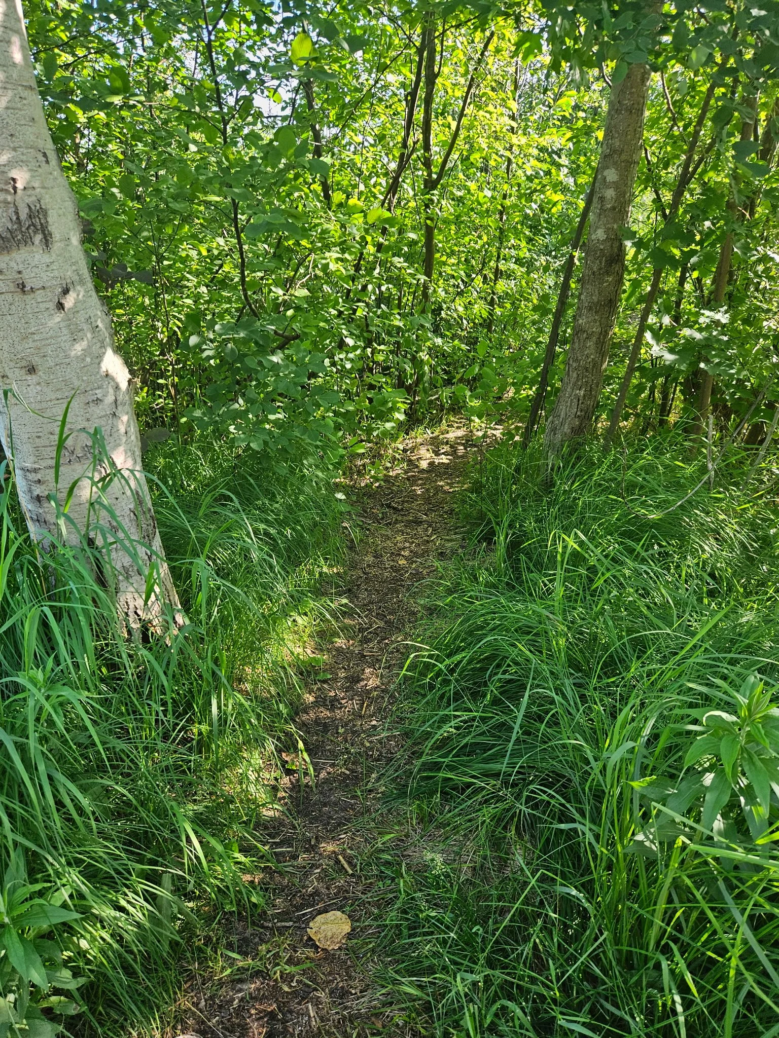 A narrow dirt trail surrounded by tall green grass and dense leafy bushes, with trees on both sides and sunlight filtering through the foliage.