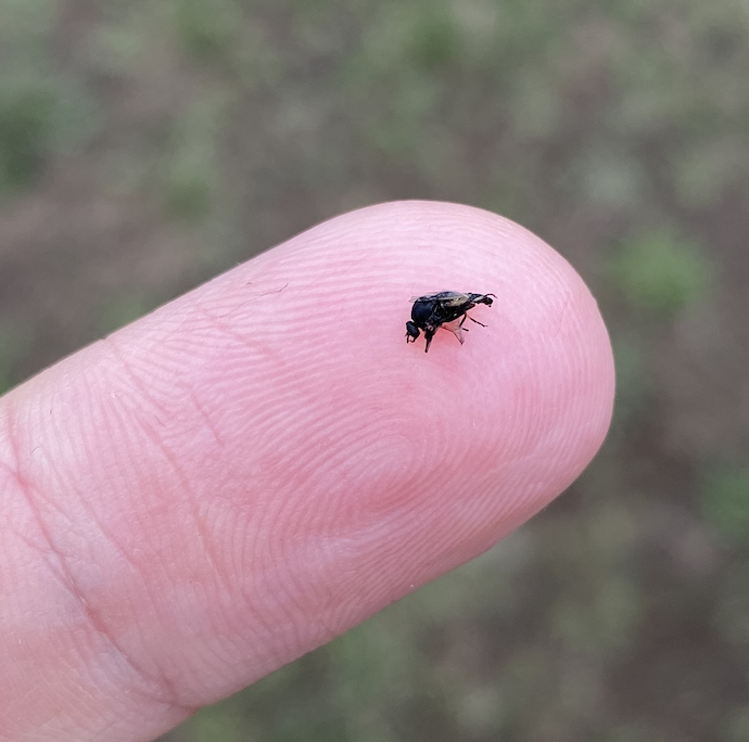 Flies of the Upper Peninsula
