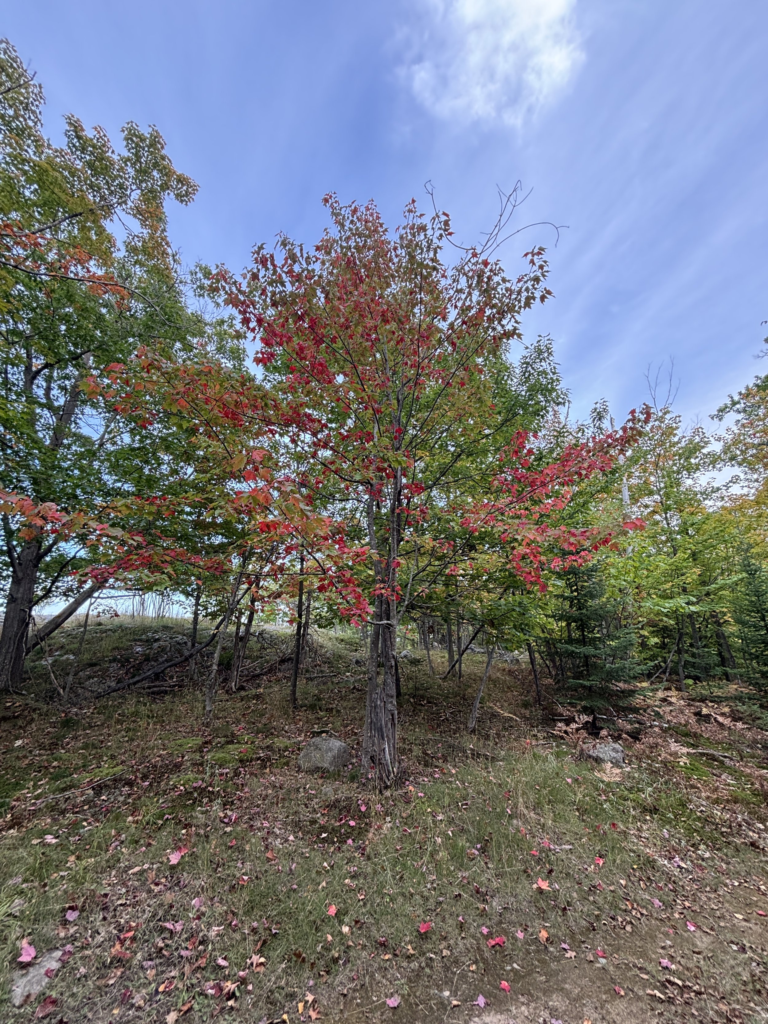 A young tree with red and green leaves in a forested area, partially covered with fallen pink and red leaves on the ground, under a partly cloudy sky.