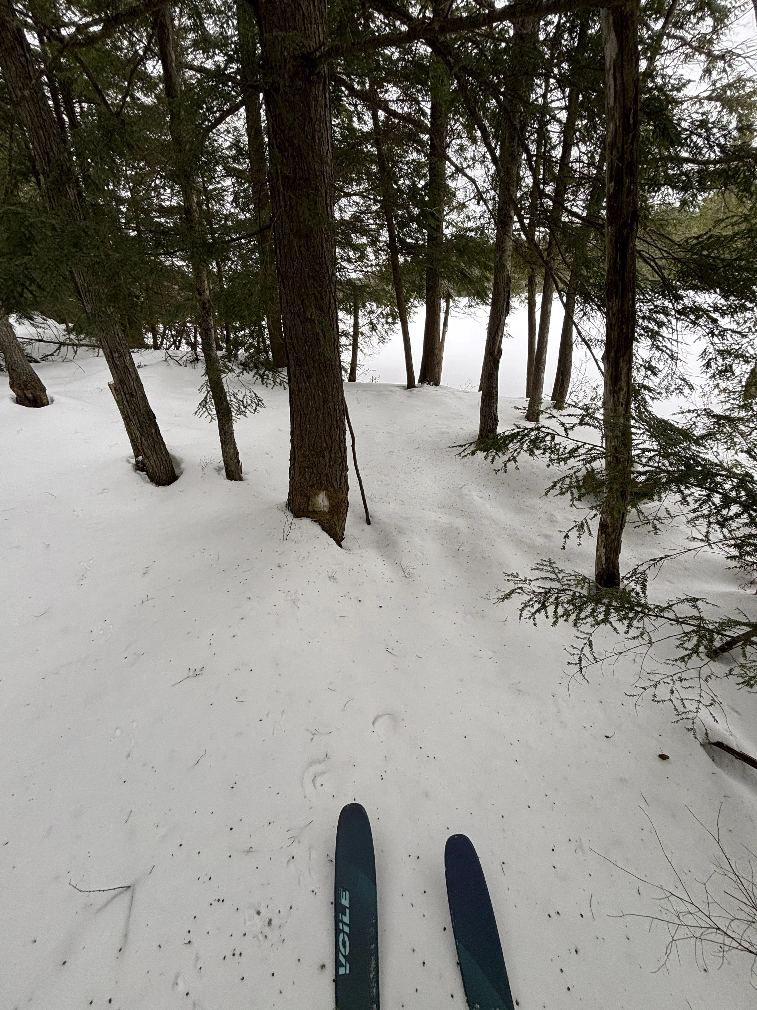 Ski poles pointed towards a snow-covered forest trail with trees on either side and a foggy background.