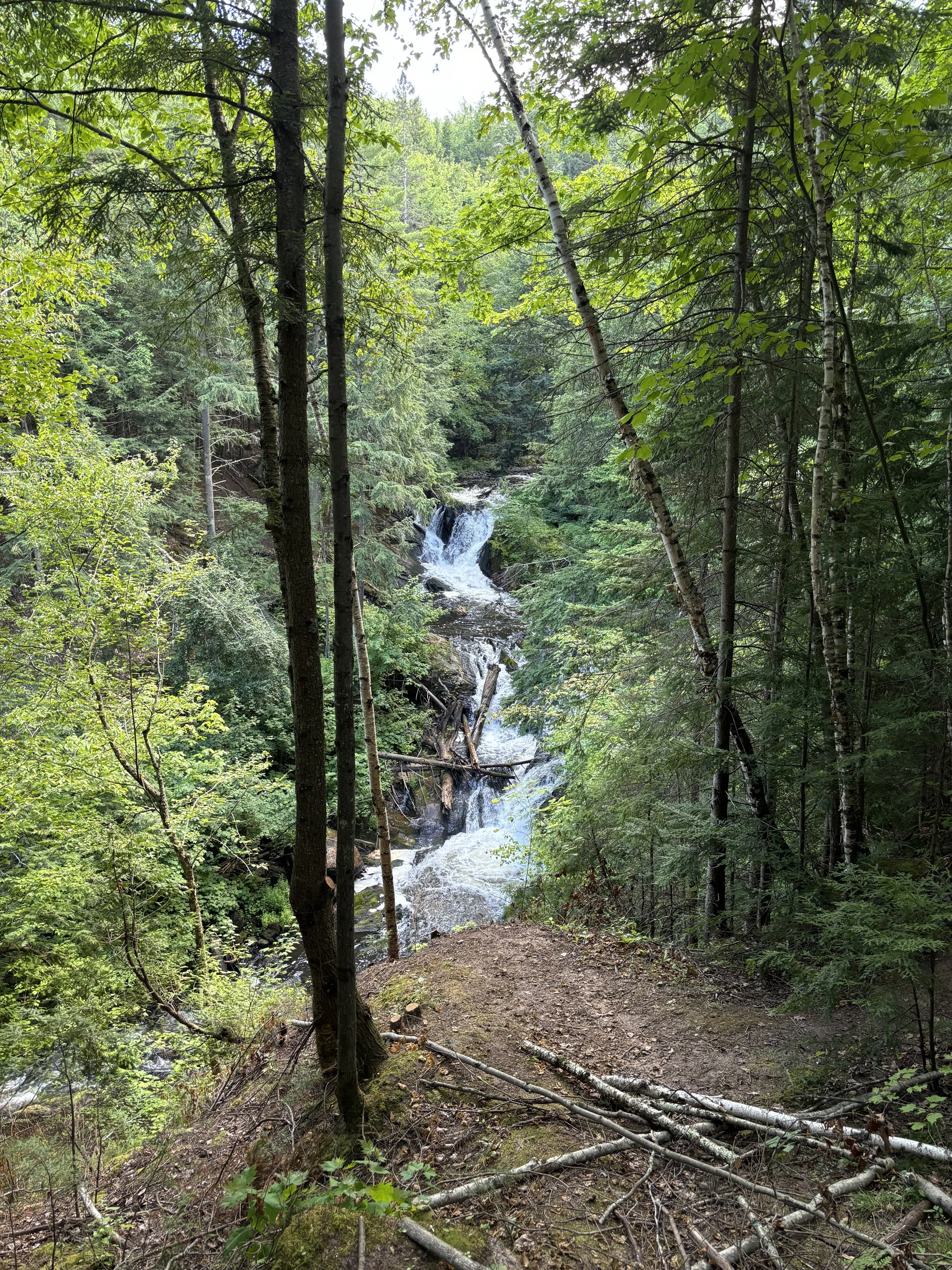 A forest scene with a dirt trail leading towards a waterfall cascading over rocks and fallen logs, surrounded by green trees and foliage.