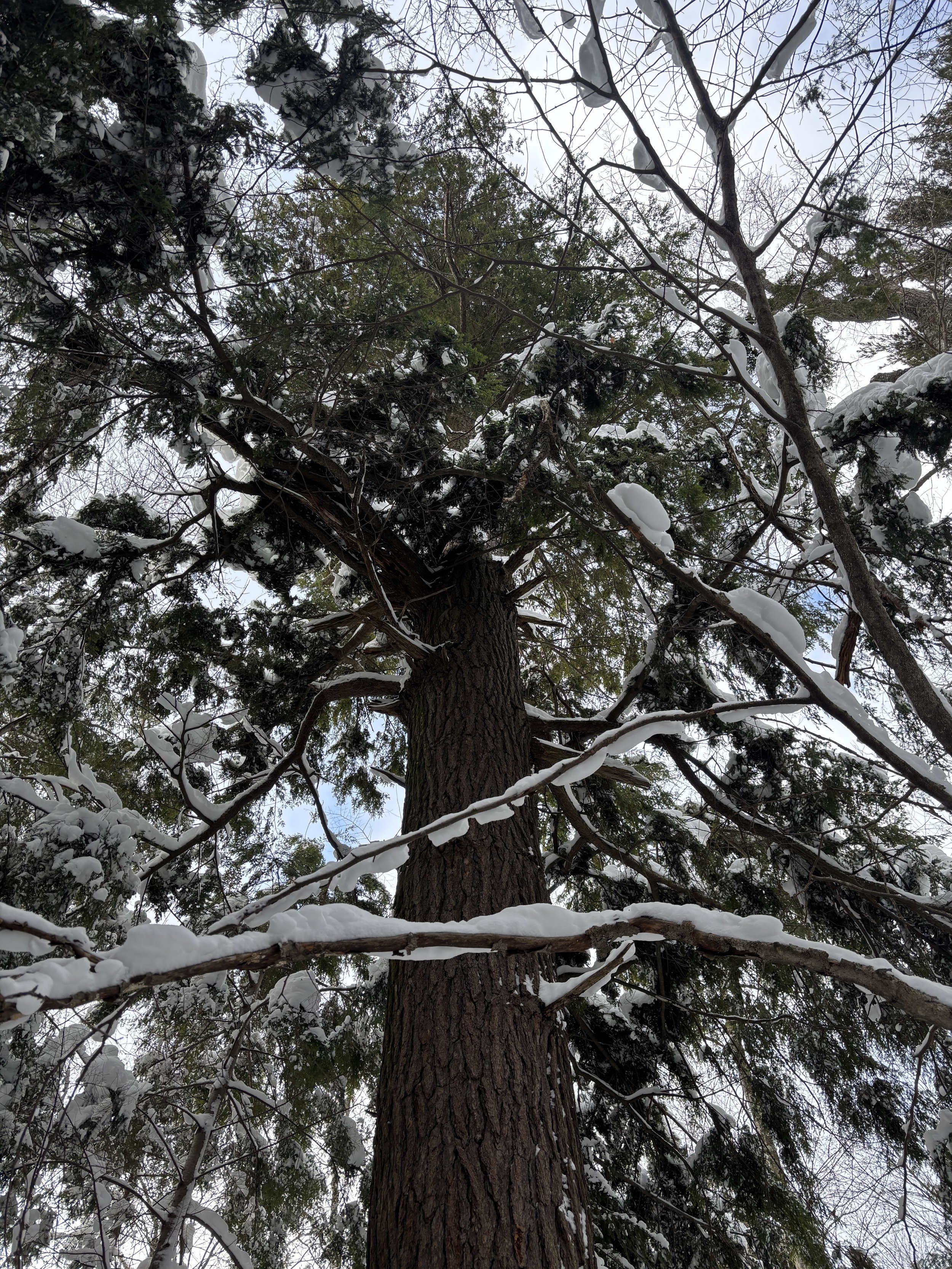 Looking up at a tall snow-covered tree with branches and needles extending outward and upward.