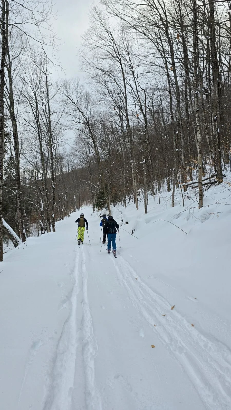Four people skiing in a snow-covered forested area during winter, with leafless trees on either side and an overcast sky above.