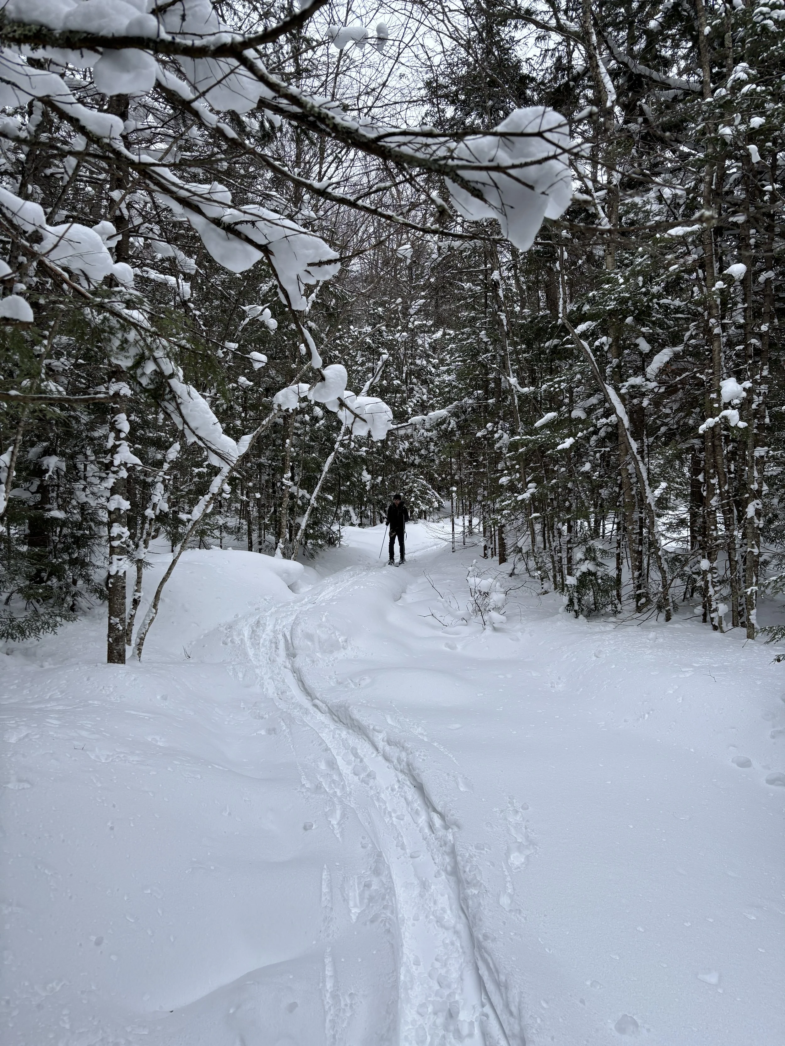 A person cross-country skiing on a snow-covered trail through a forest of trees with snow-laden branches.