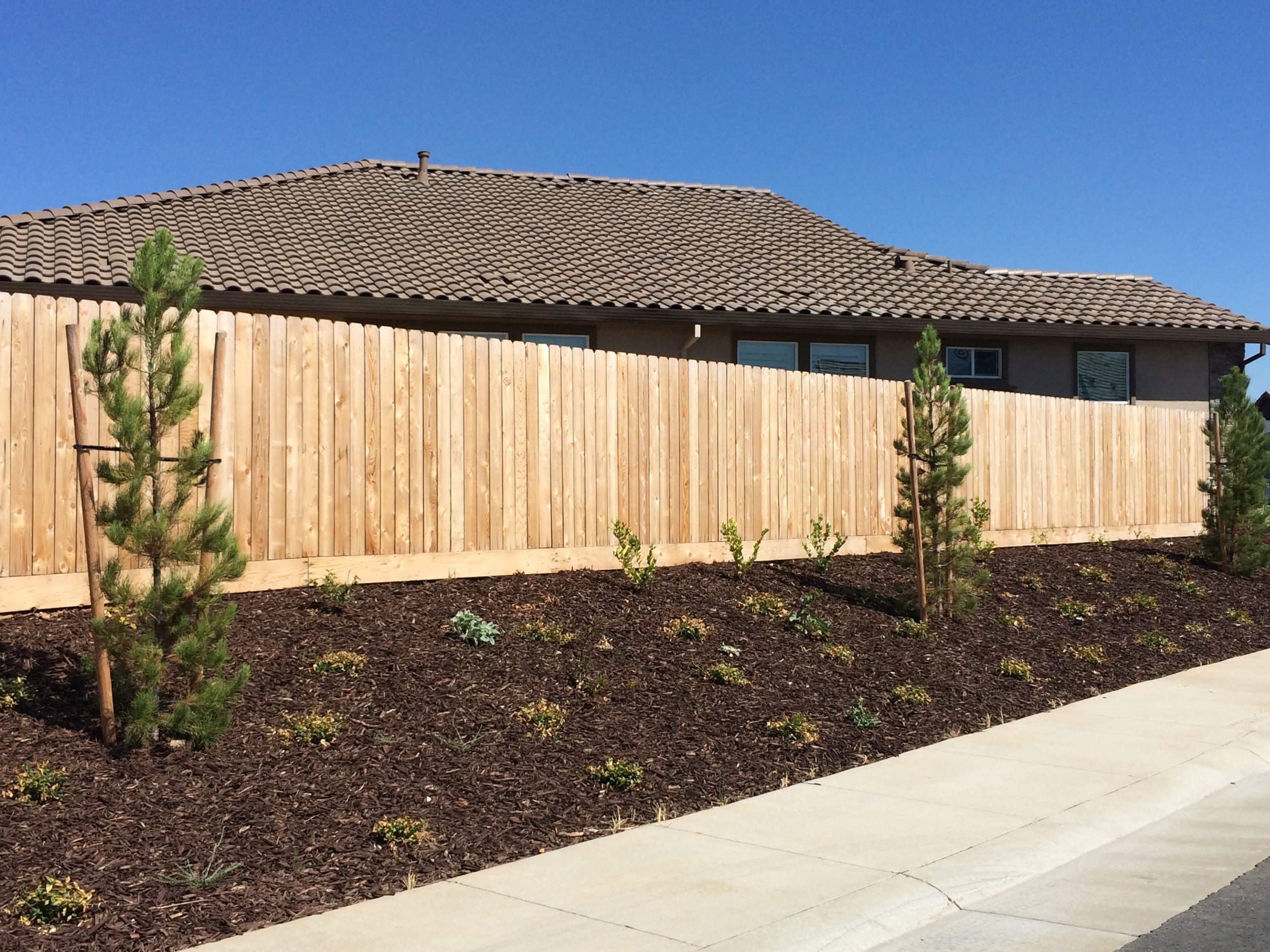 A backyard with freshly planted small shrubs or flowers, a tall wooden privacy fence, young pine trees supported by stakes, behind which is a house with a tiled roof and several windows. A concrete pathway runs along the garden.