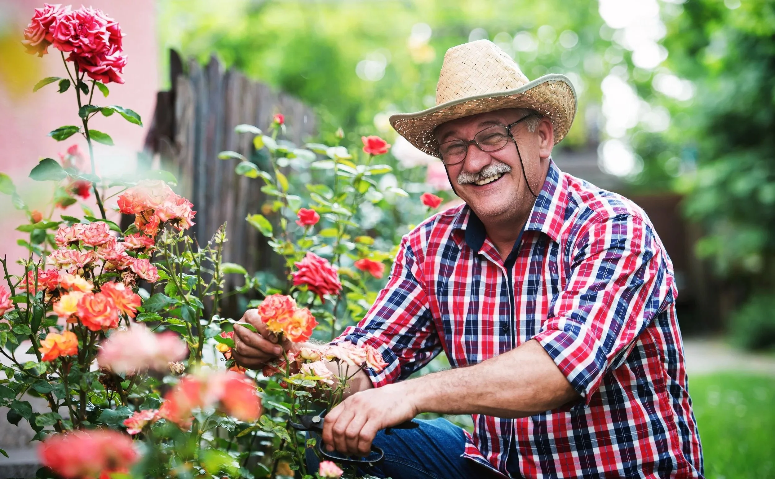 A smiling elderly man wearing a straw hat, glasses, and a red, blue, and white plaid shirt, is gardening among pink and orange roses in a lush green garden.