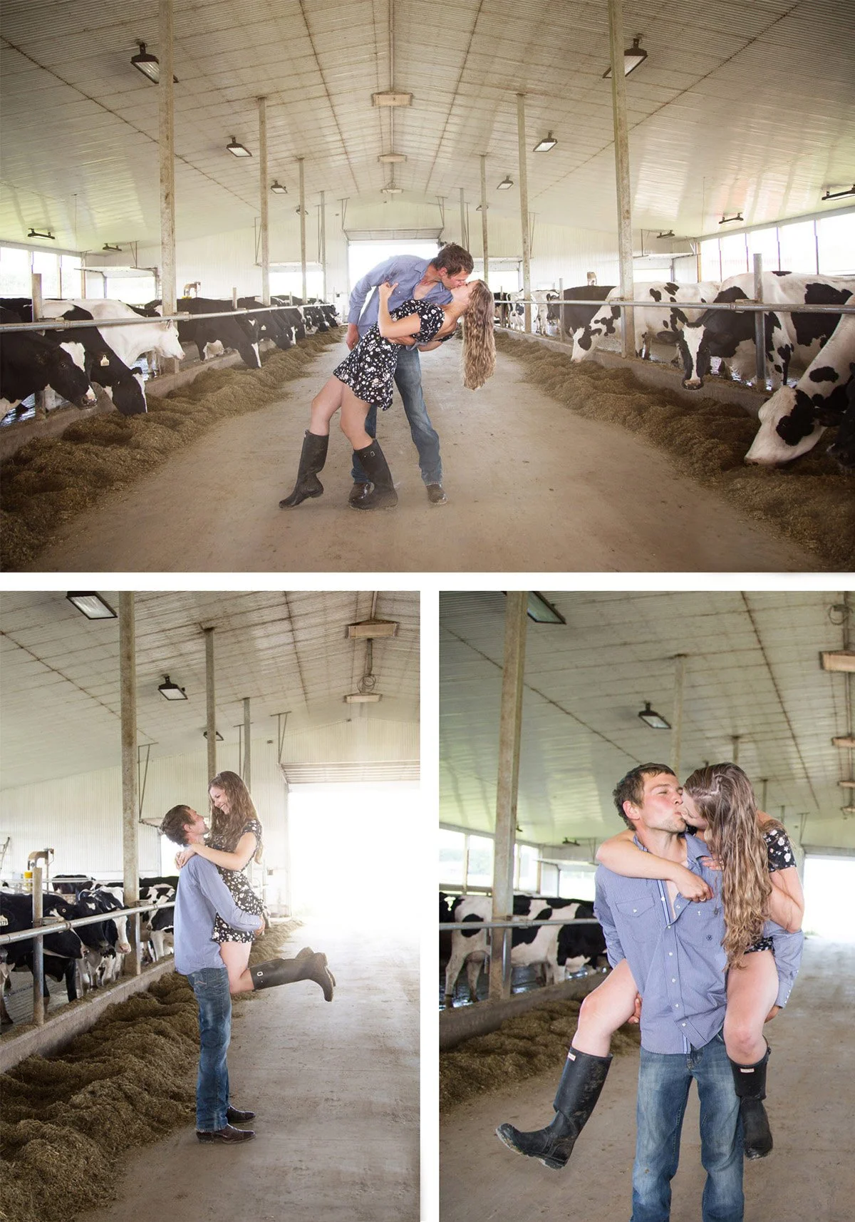 A series of three photos featuring a young couple in a cow barn. In the first image, the man is dipping the woman backwards as they kiss, with cows in the background. In the second image, the man lifts the woman, and they are smiling at each other. I