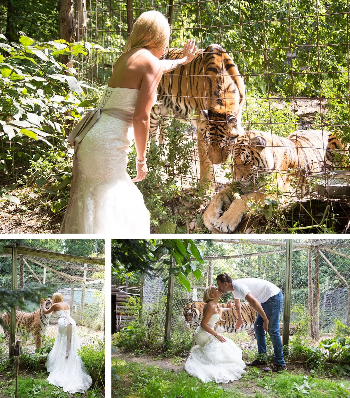 A woman in a wedding dress interacts with tigers at a zoo or animal sanctuary. In the first image, she is touching a tiger through a fence. In the second image, she faces a tiger, and in the third image, a man and woman share a moment near the tigers