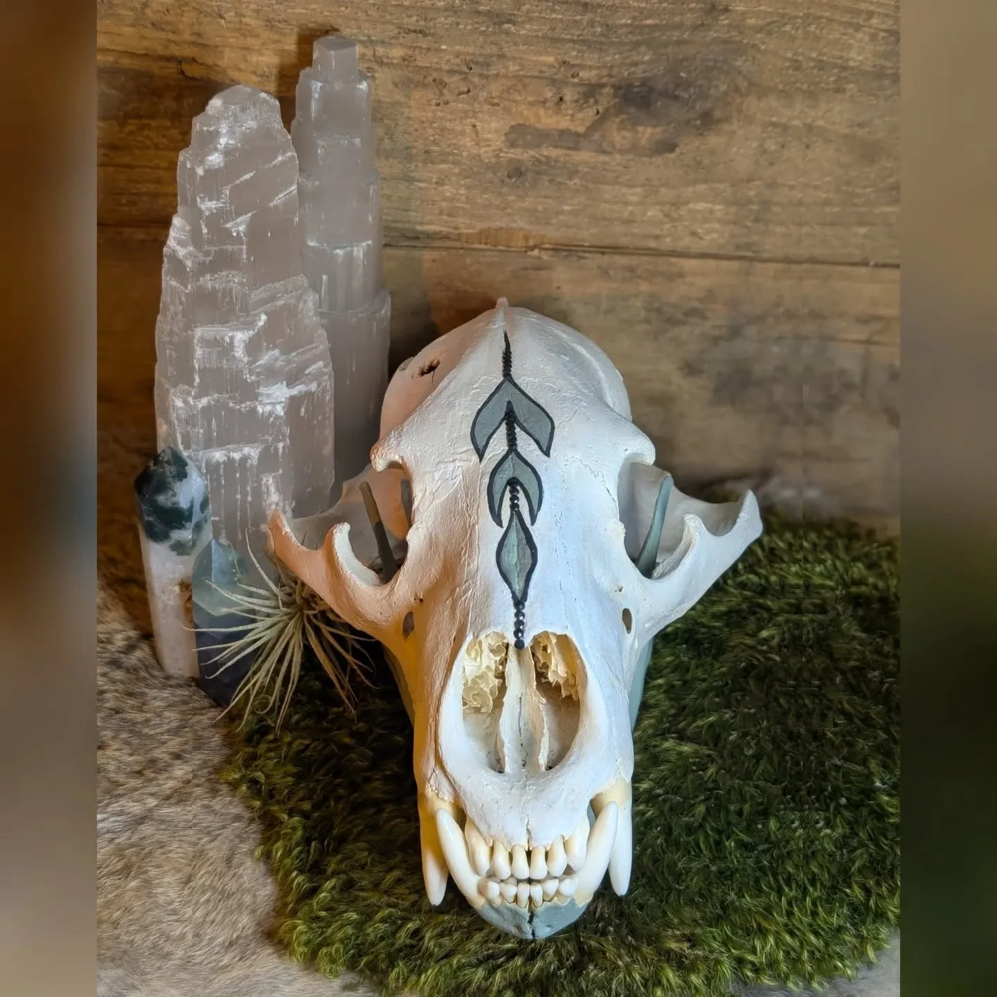 The bear skull went home today! 
This was such a fun project to work on. I was given the skull and full creative freedom, which is always a dream come true! 
I started with cleaning and de-greasing. The red wax had to be scraped off and scrubbed. 
Fi