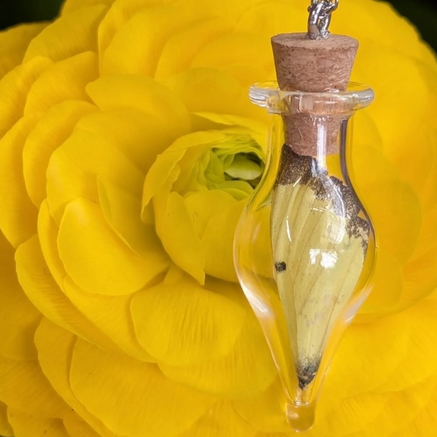 Butterfly wing in a teardrop jar, on a stainless steel chain. My butterflies are ethically and sustainably sourced from foraged and found specimens. 

When these butterflies migrate, they fly low to the ground. This means they are prone to being hit 