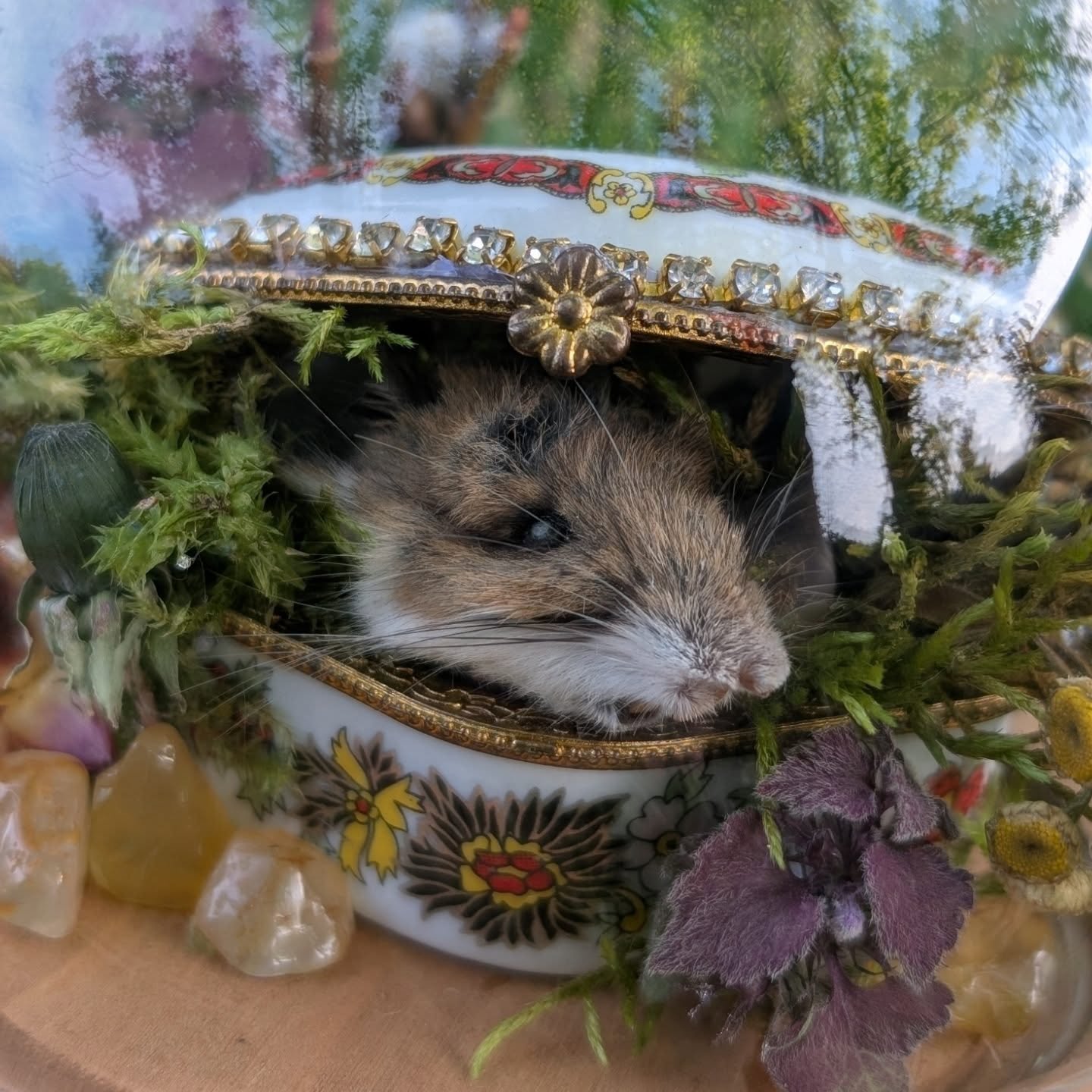 He is ready for his close up
Little mouse head in a vintage trinket box 🩷
.
.
.
#mummifiedanimals #oddityart #odditydome #mouse #trinketbox