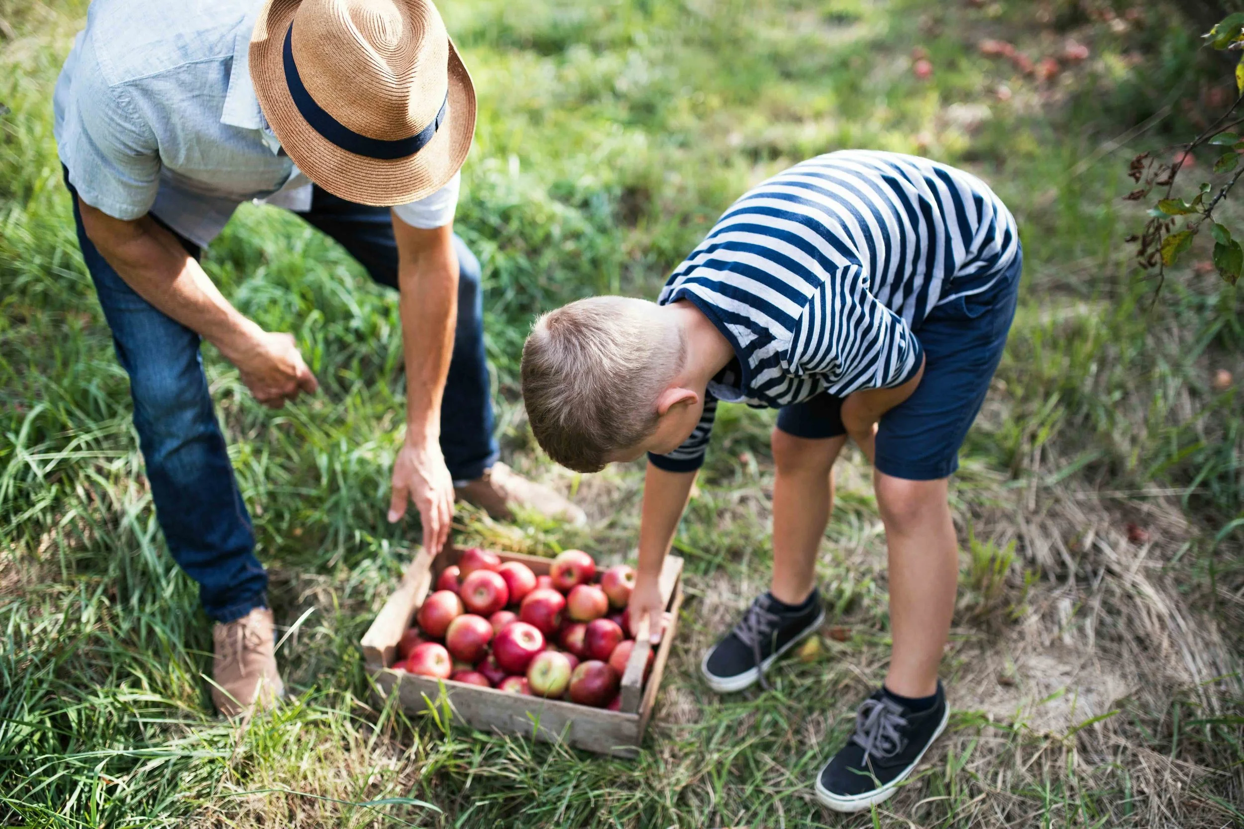 Two children and an adult picking apples in an orchard with a basket of red apples on the ground.