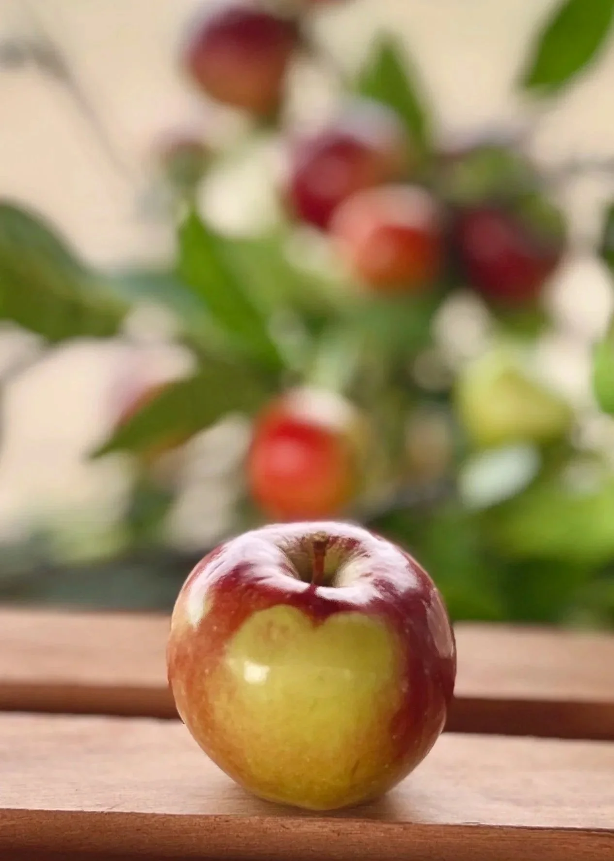 A close-up of a red and yellow apple resting on a wooden surface with a blurred background of apple tree branches and leaves.