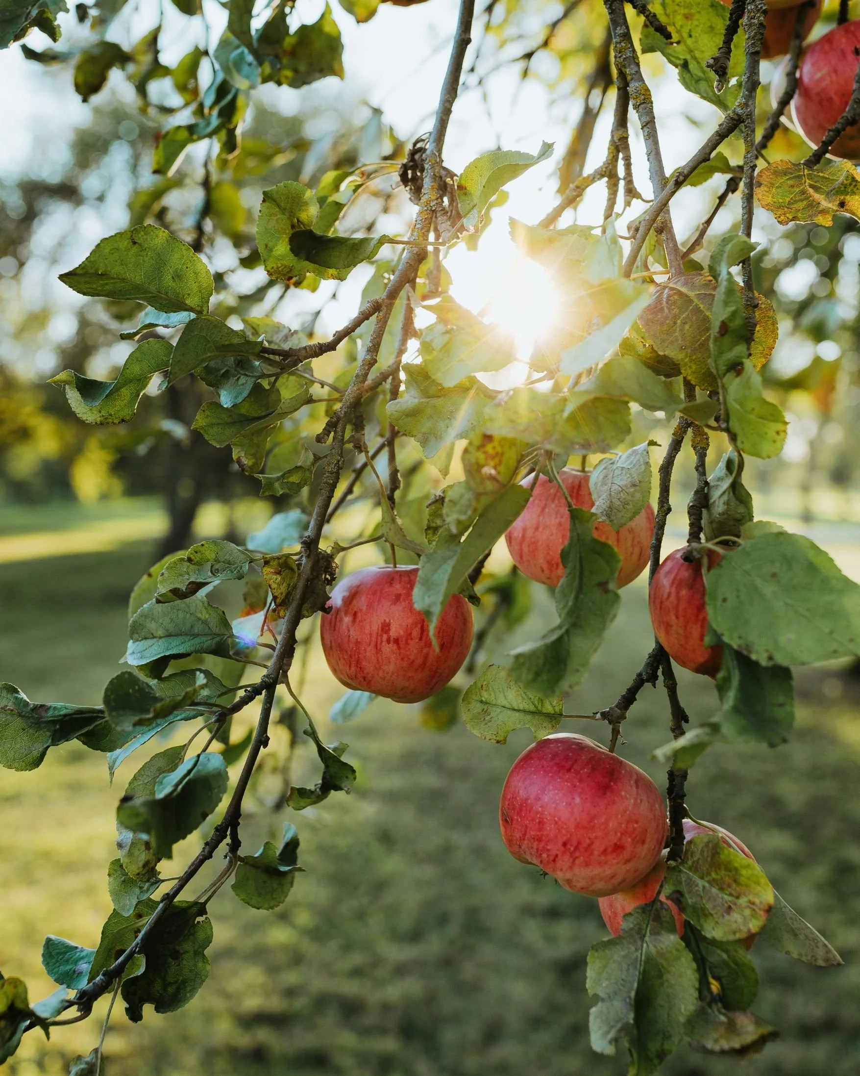 Red apples hanging from a tree branch with green and yellow leaves, backlit by sunlight.