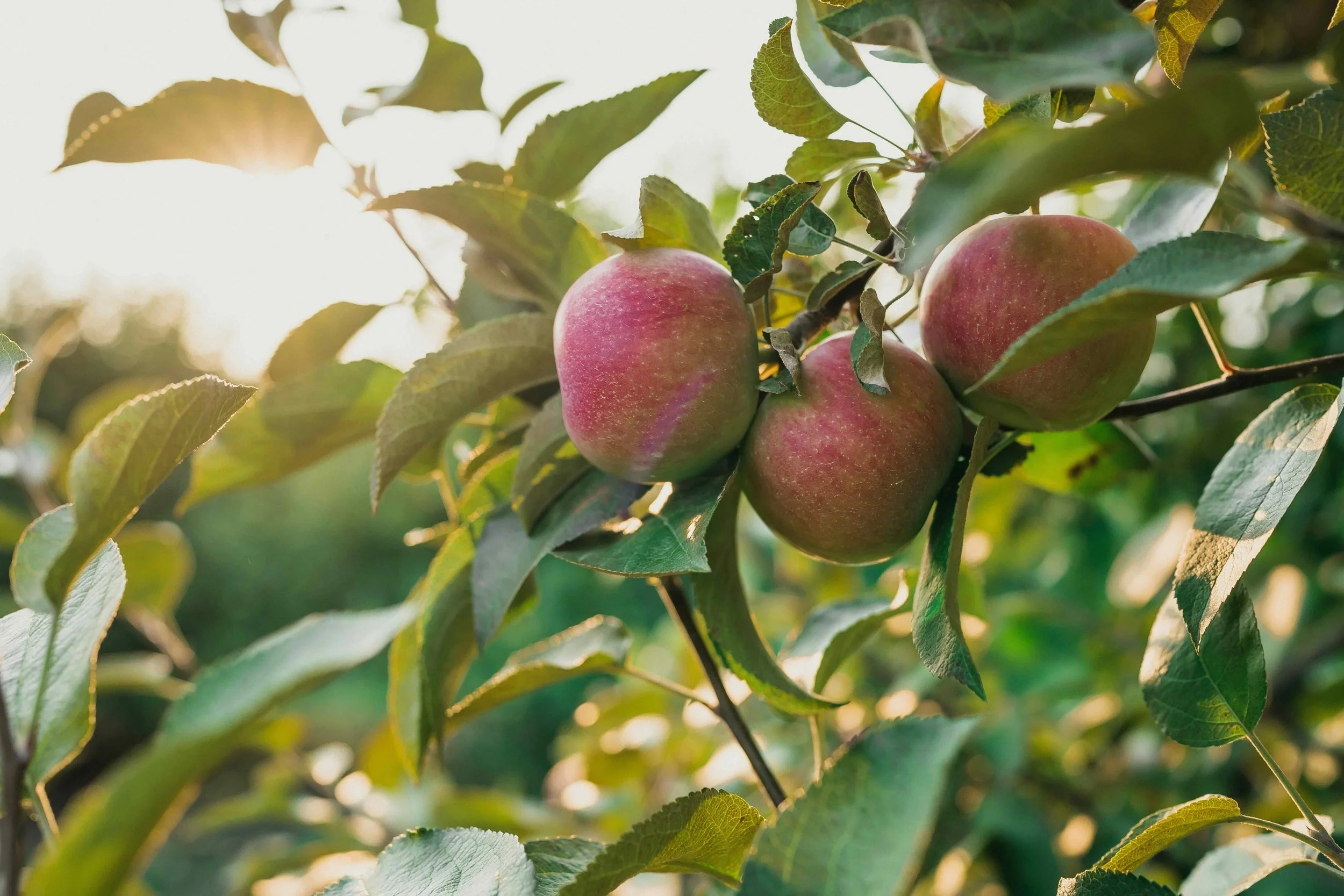 Ripe red apples hanging on a branch surrounded by green leaves.