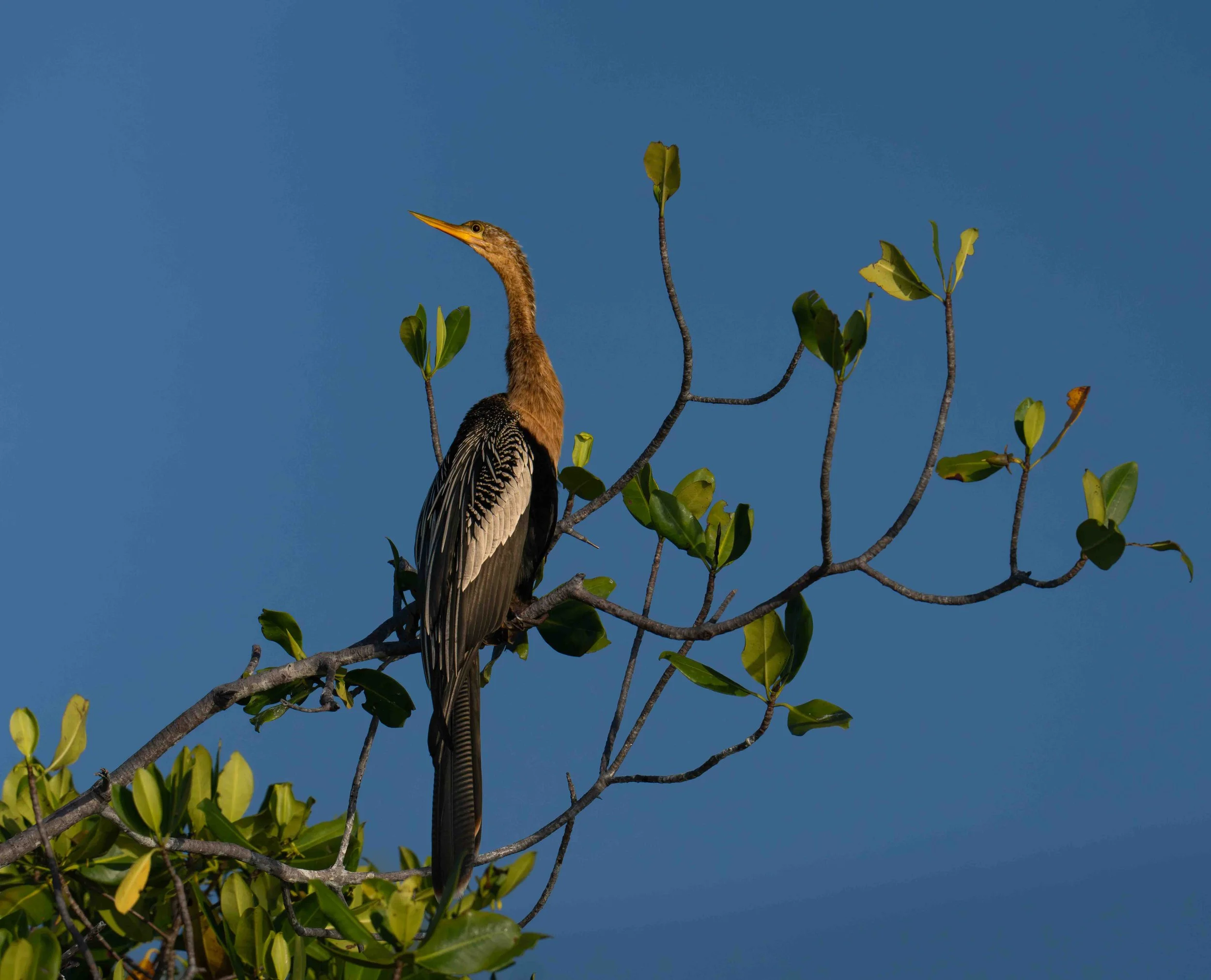 Anhinga, (Anhinga anhinga) Mexico