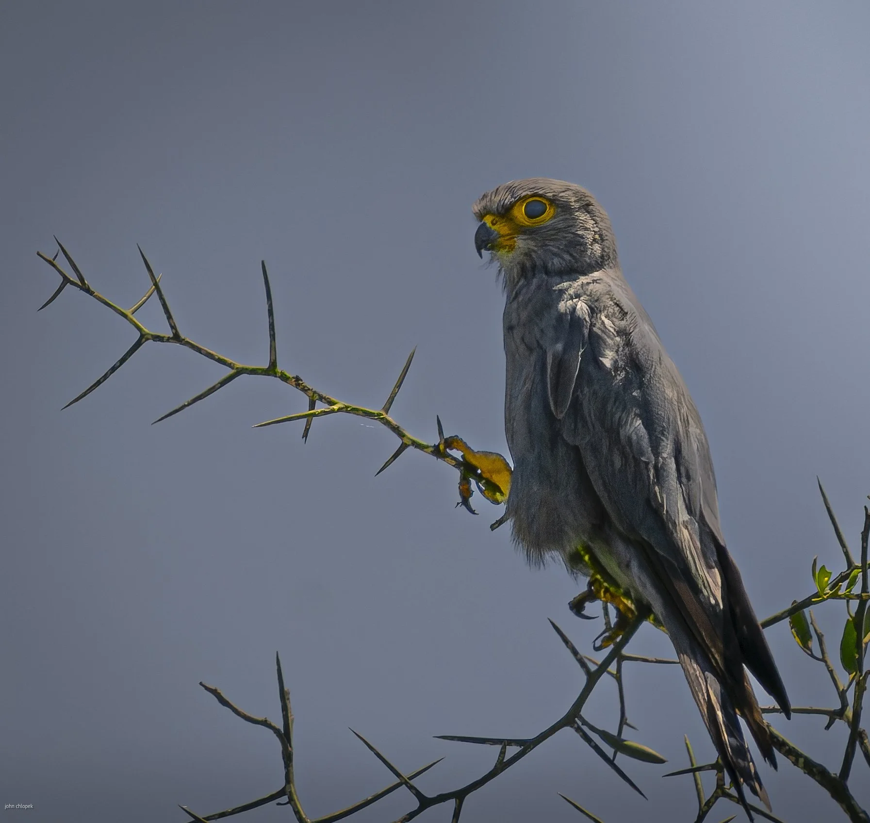 Grey Kestrel,  (Falco ardosiaceus),Tanzania