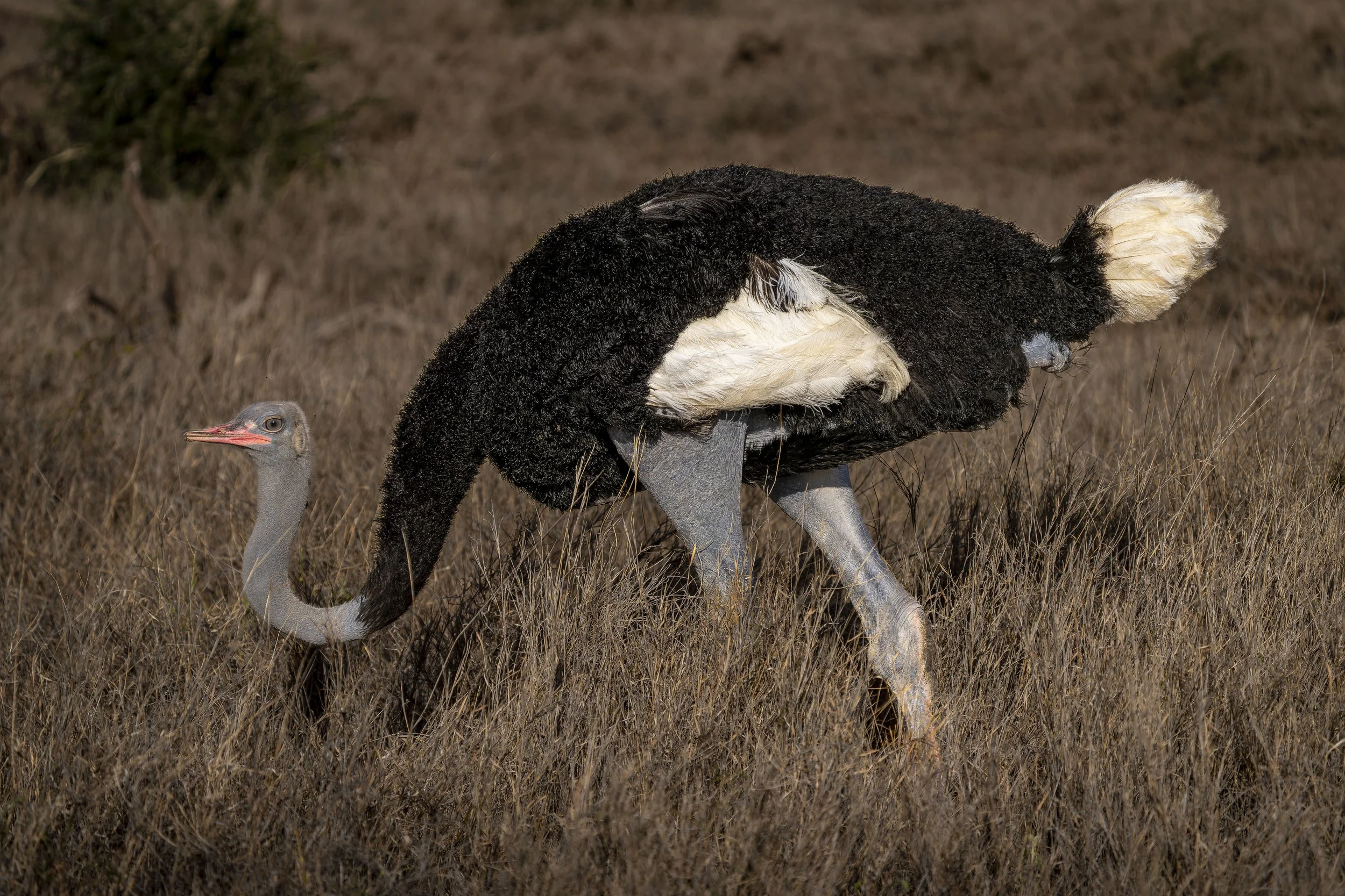 Somali Ostrich (Struthio molybdophanes) Kenya