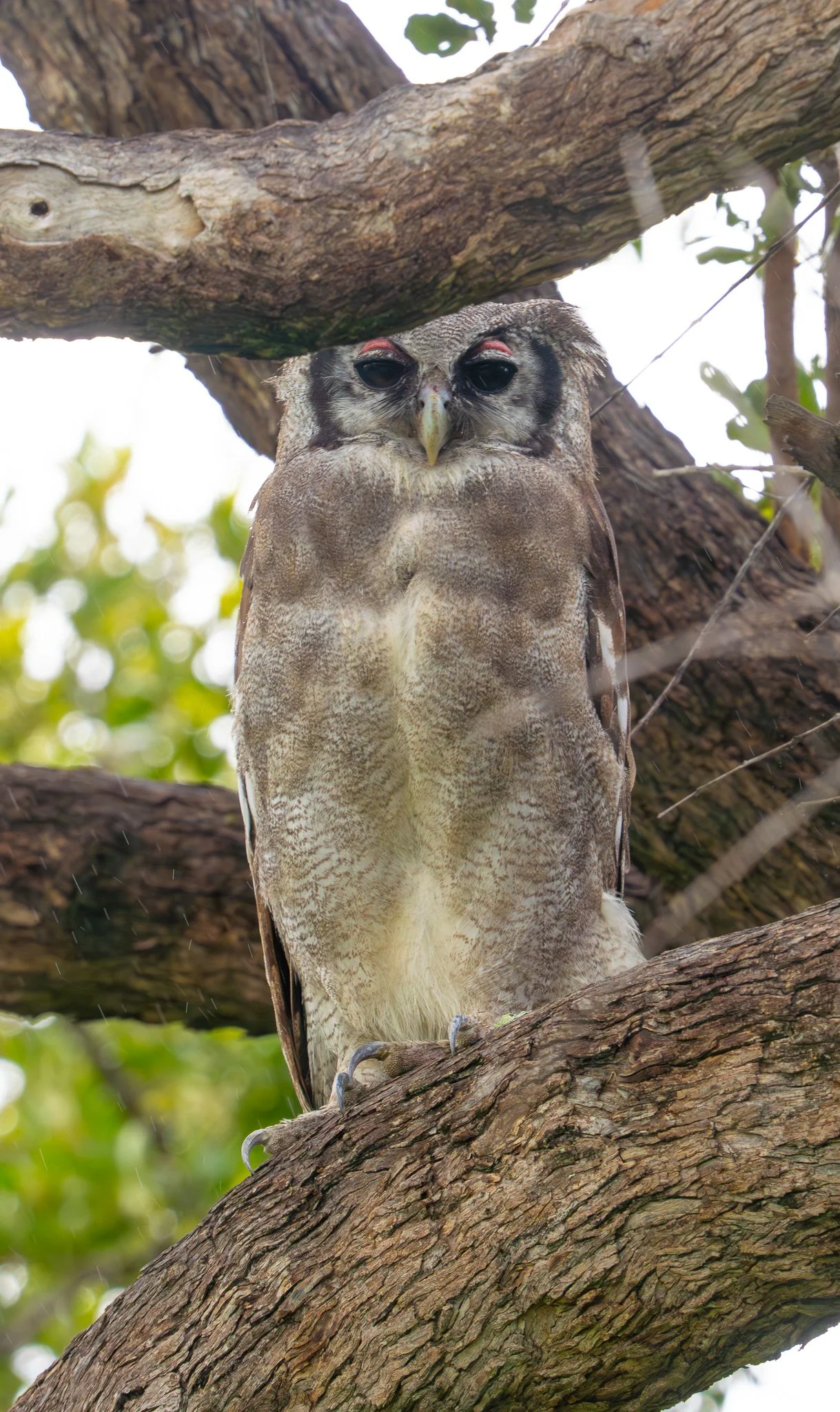 Verreaux’s Eagle-Owl (Bubo lacteus)

Okovango Delta