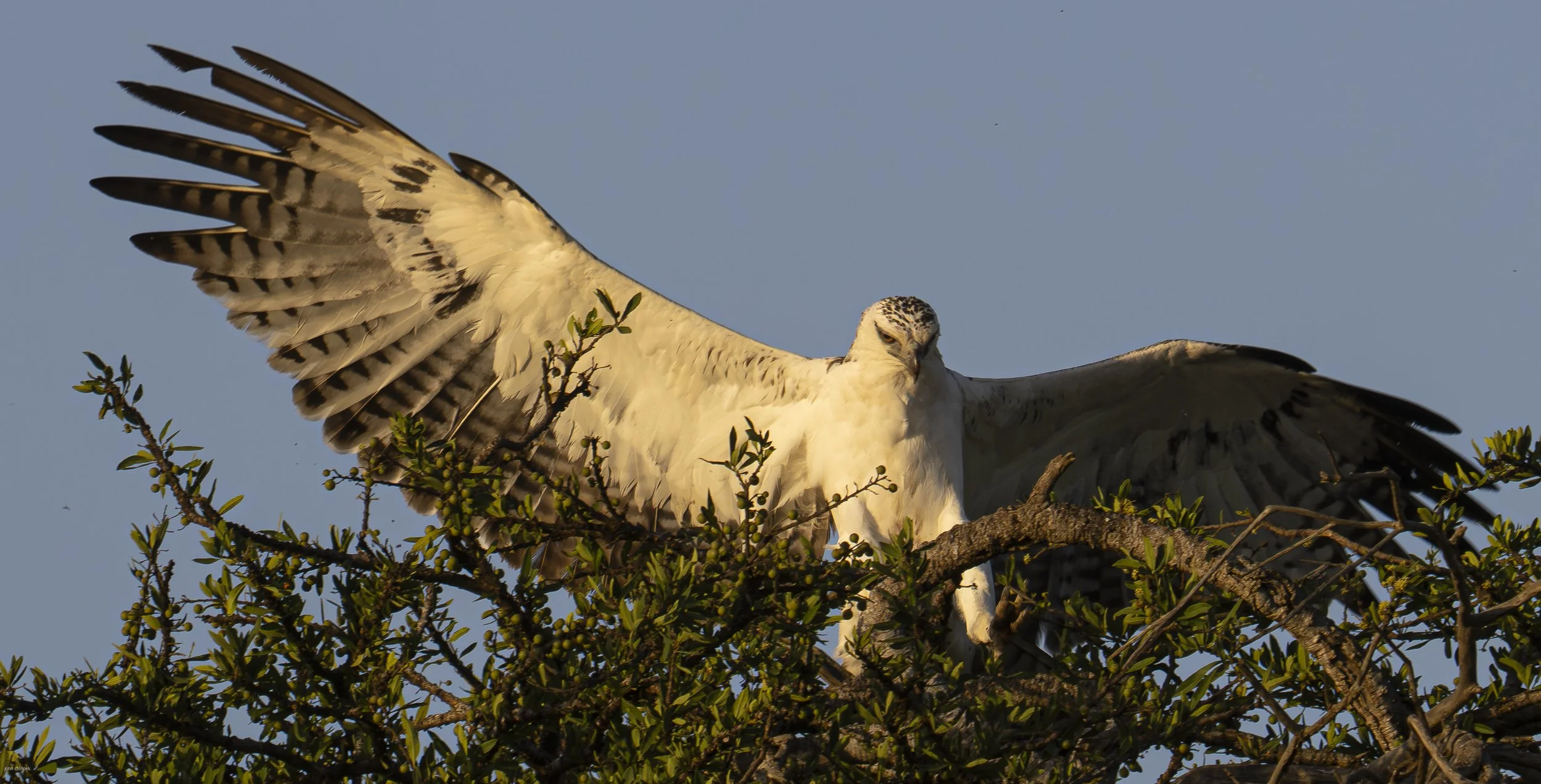 African Crowned Eagle(Stephanoaetus Coronatus) Serengeti
