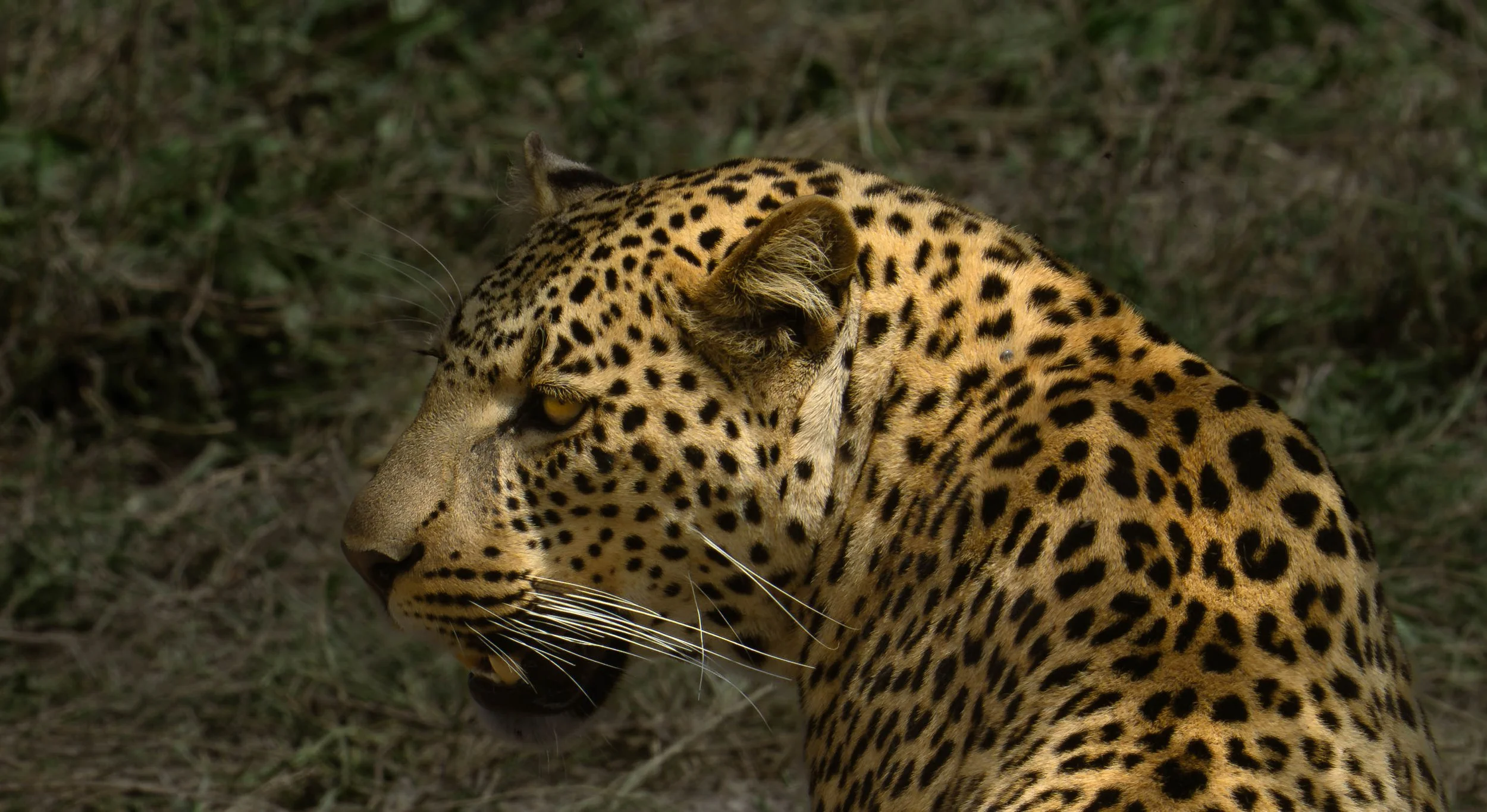 Leopard, South serengeti