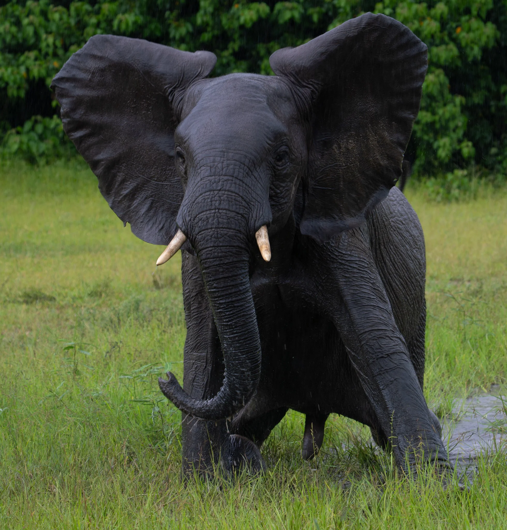 Young Bull Elephant, Botswana
