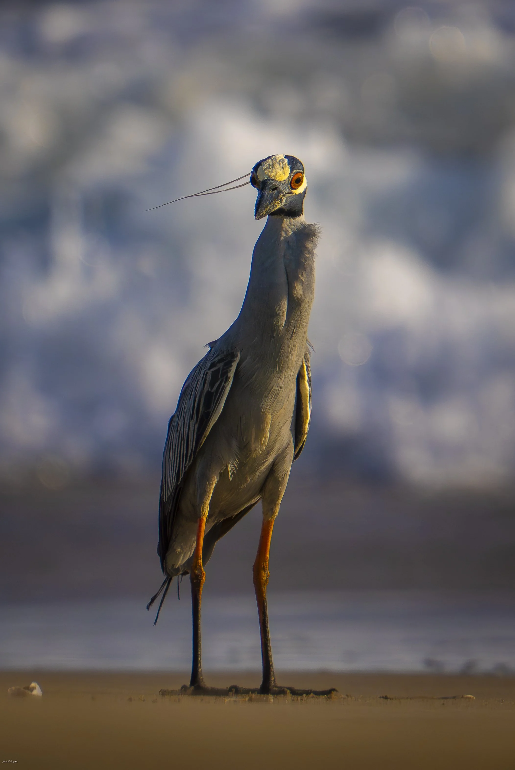 Yellow-crowned night heron (Nyctanassa violacea), Mexico