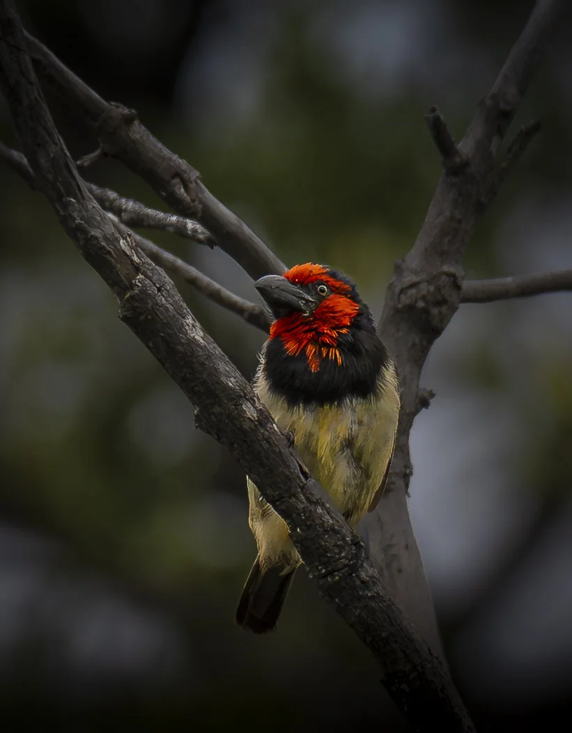 Black Collared Barbet, Botswana