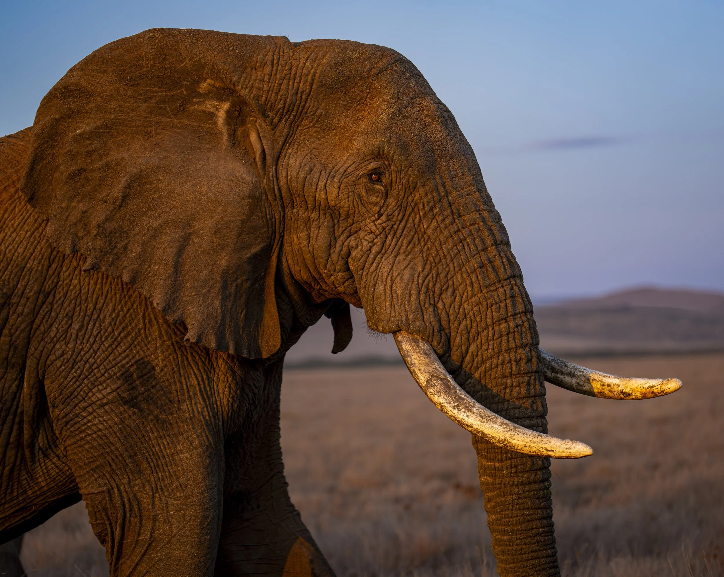 Sunrise Elephant, Lewa Conservancy