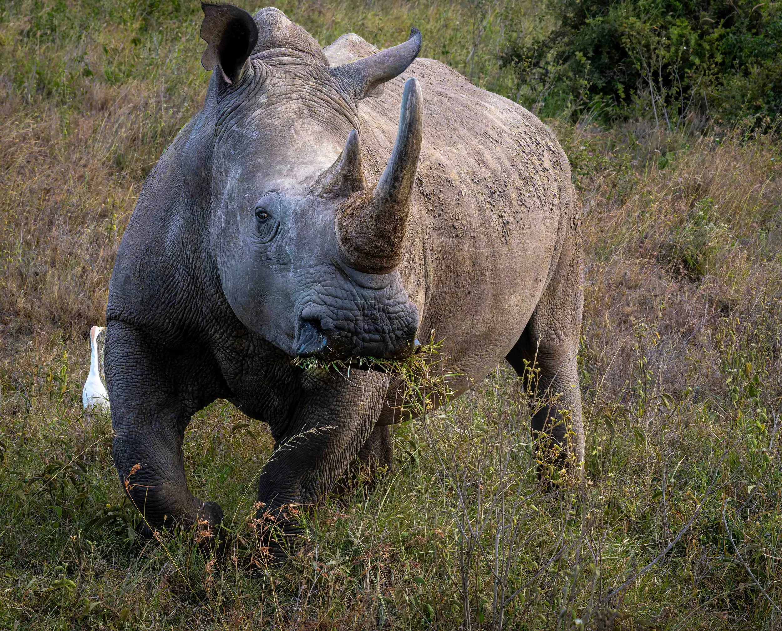 White Rhino