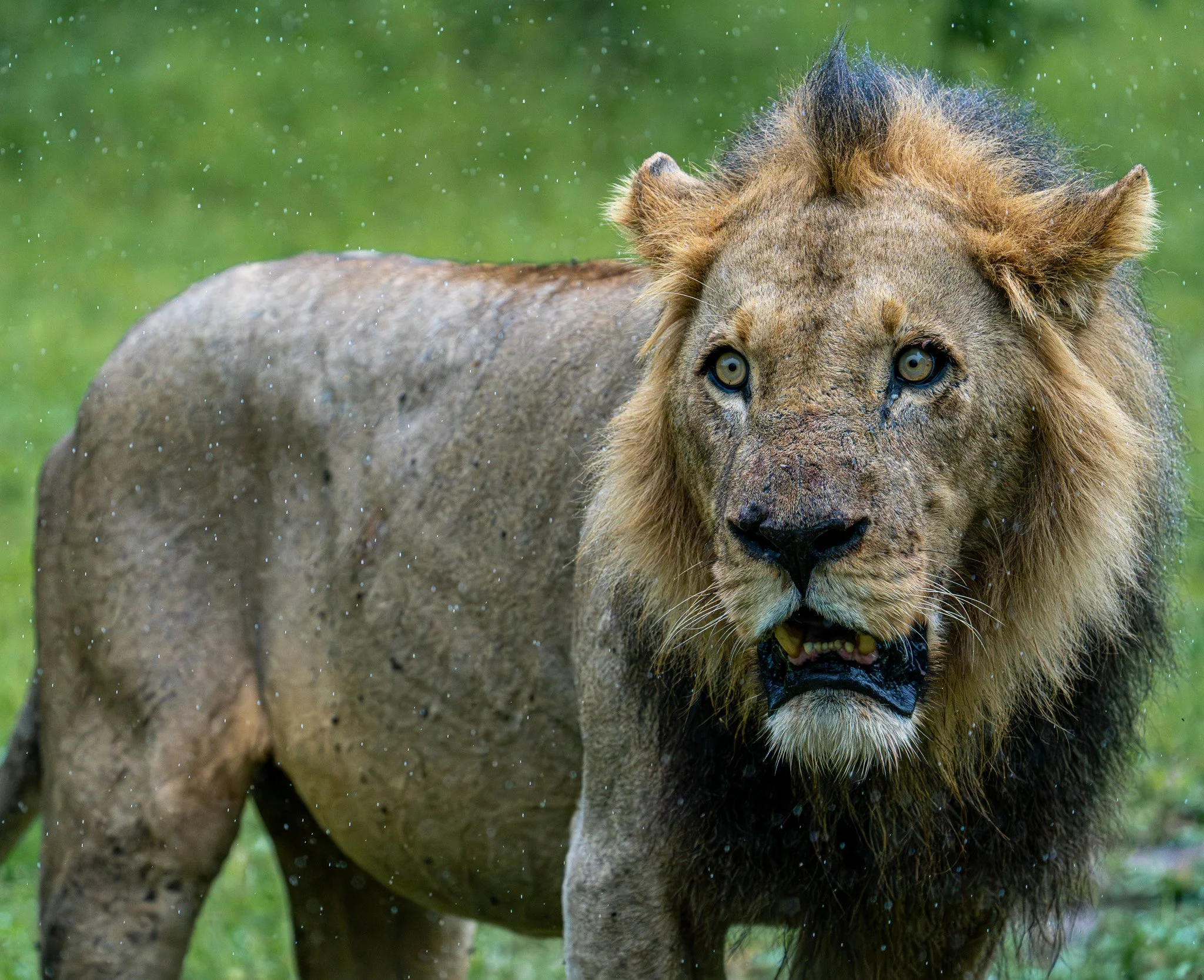 Young Male in the rain, Botswana