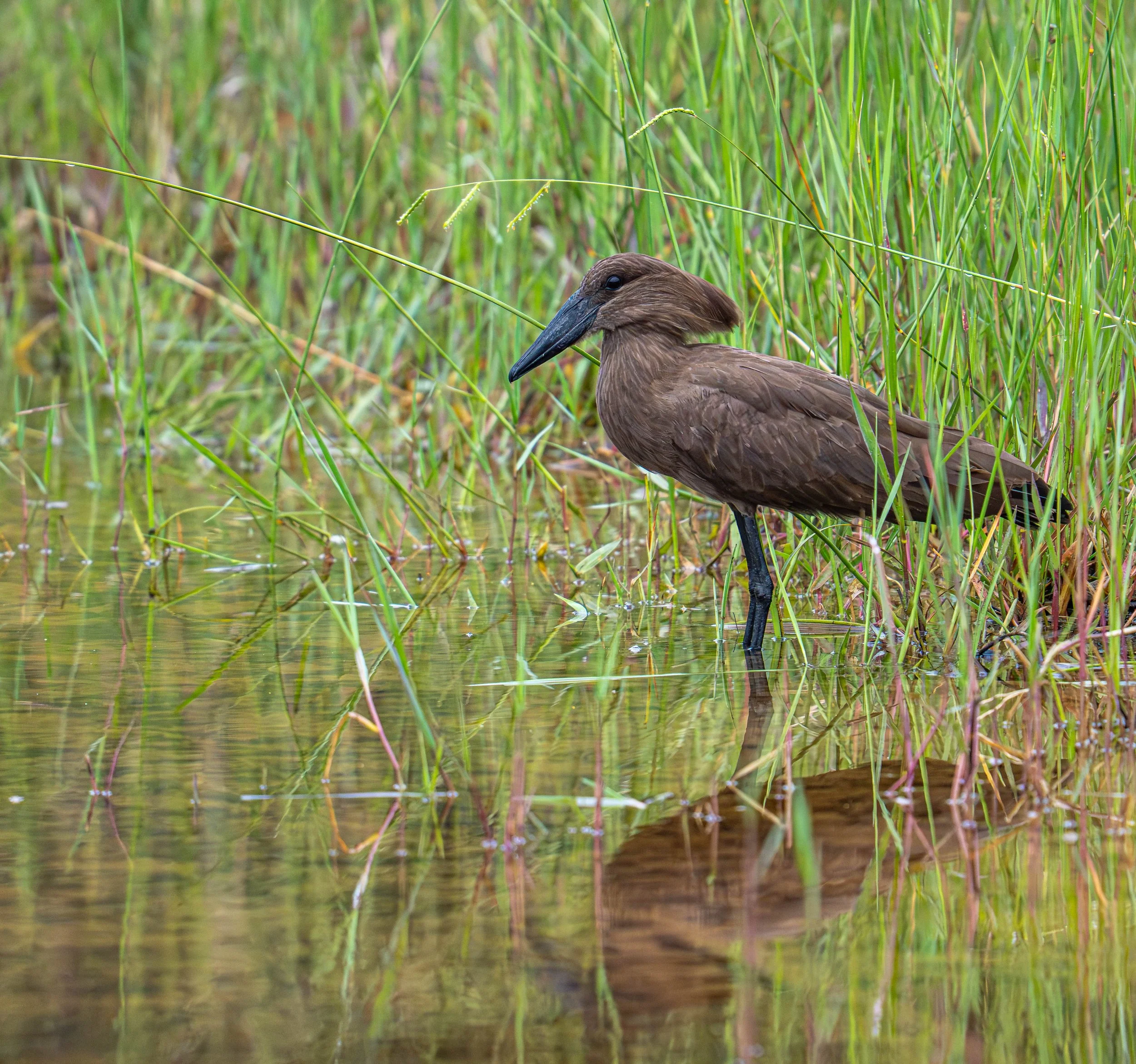 Hammerkop (Scopus umbretta),, Okavango Delta