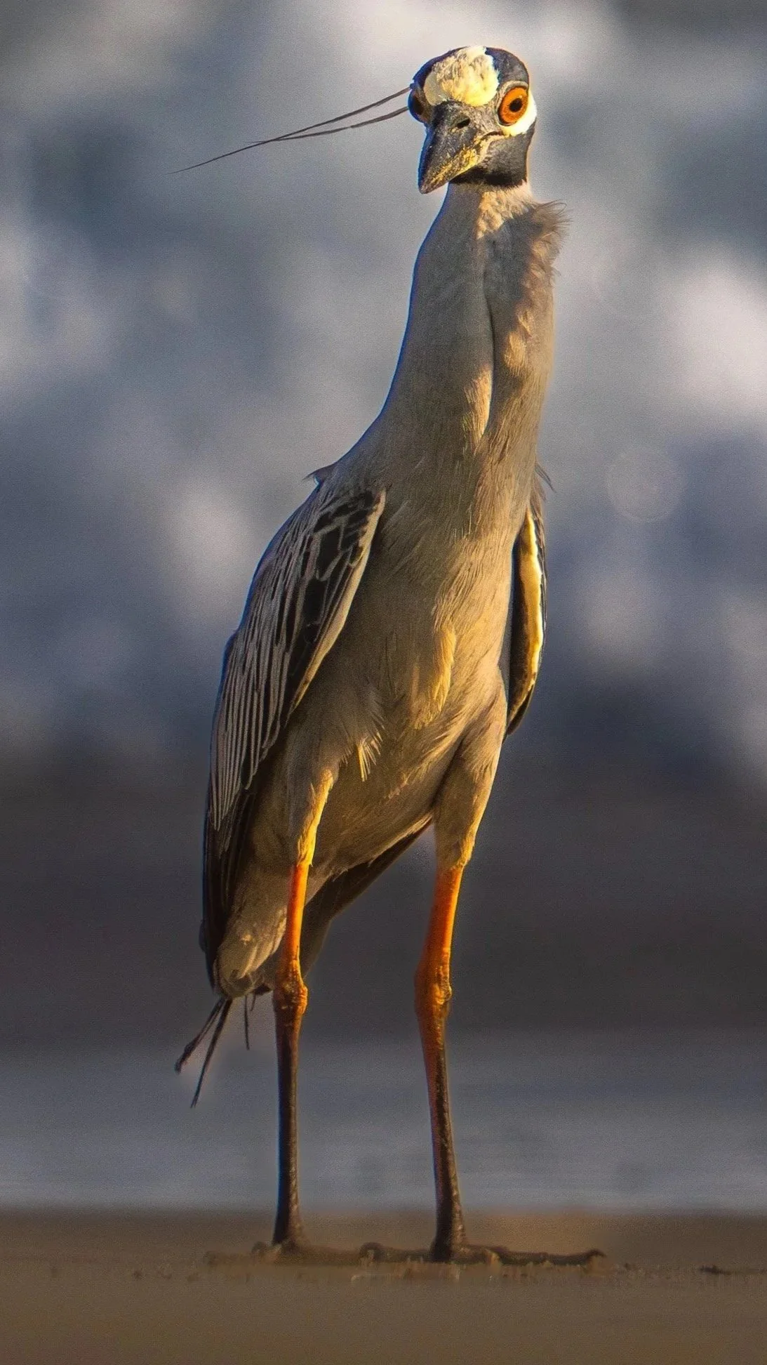 A Sulphur Crested Night Heron on the beach in Mexico
