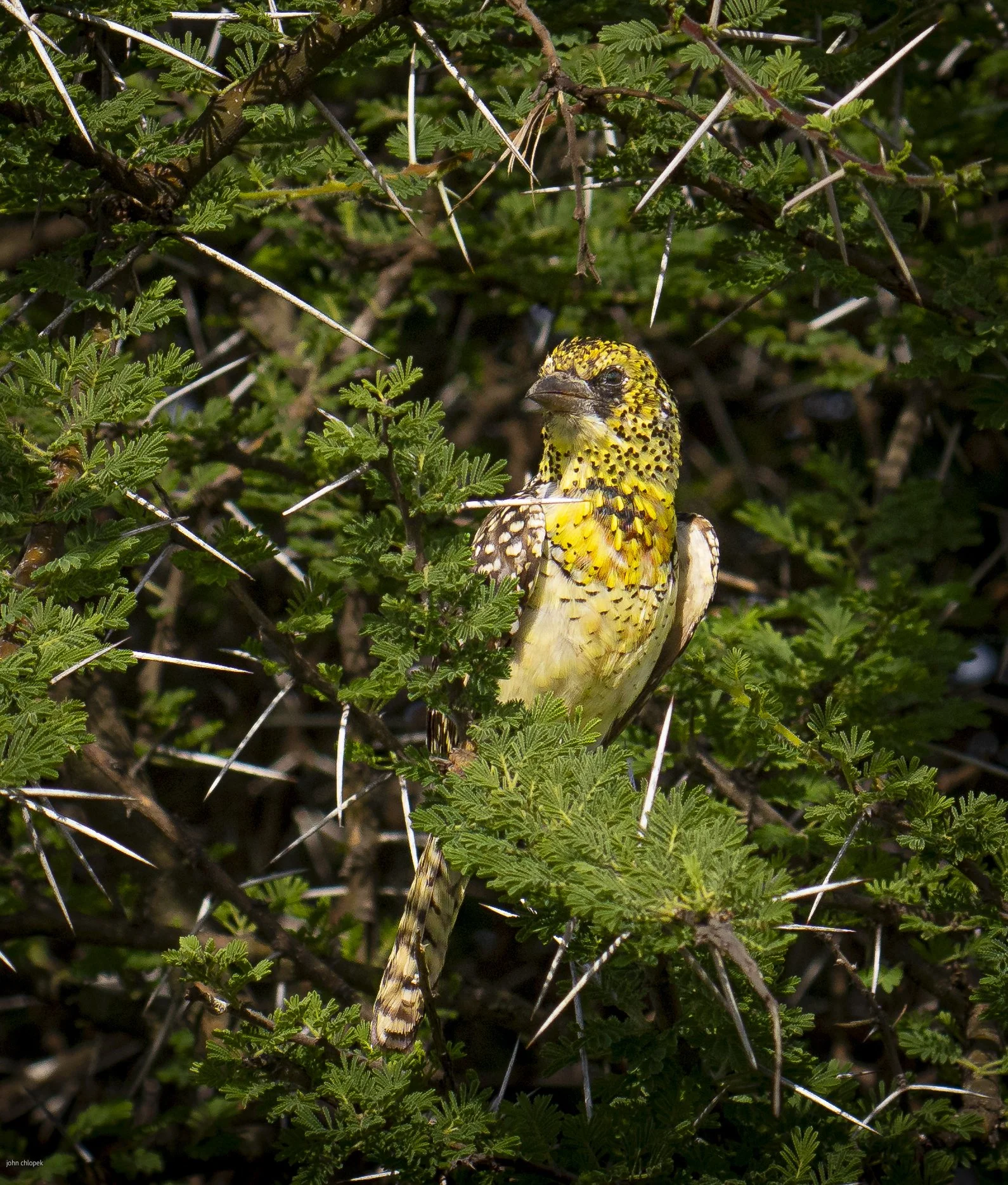 D'Arnaud's Barbet,
(Trachyphonus darnaudii) Tanzania