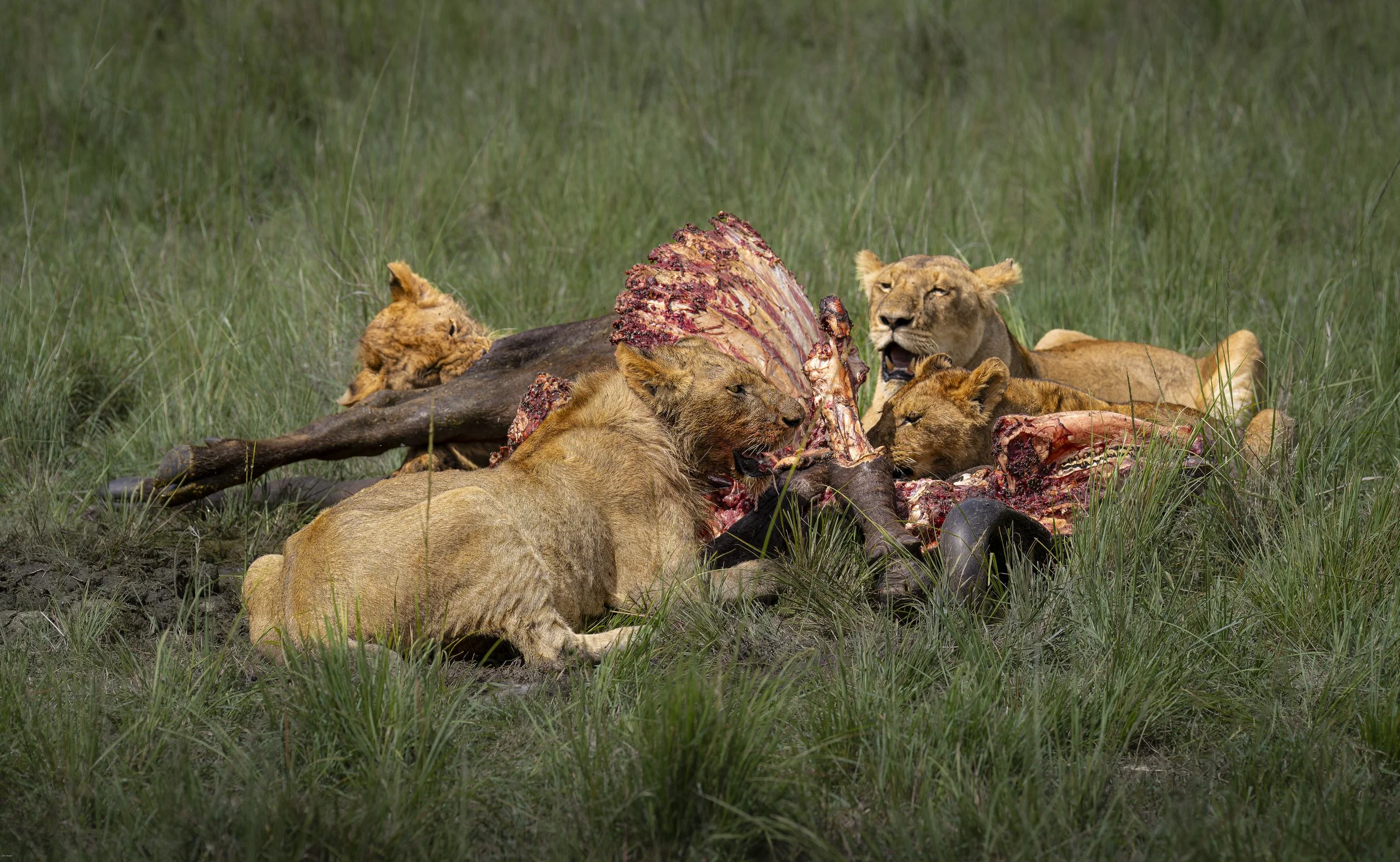 Lions feeding on Buffalo, Masai Mara