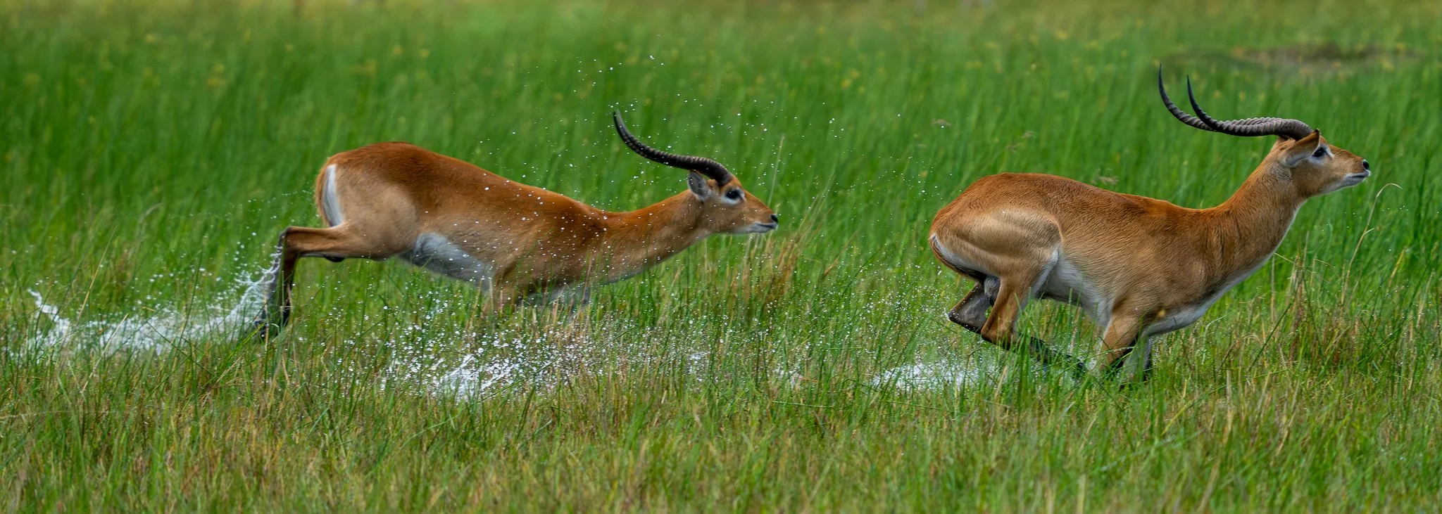Red lechwe, or southern lechwe (Kobus leche), Okovango Delta