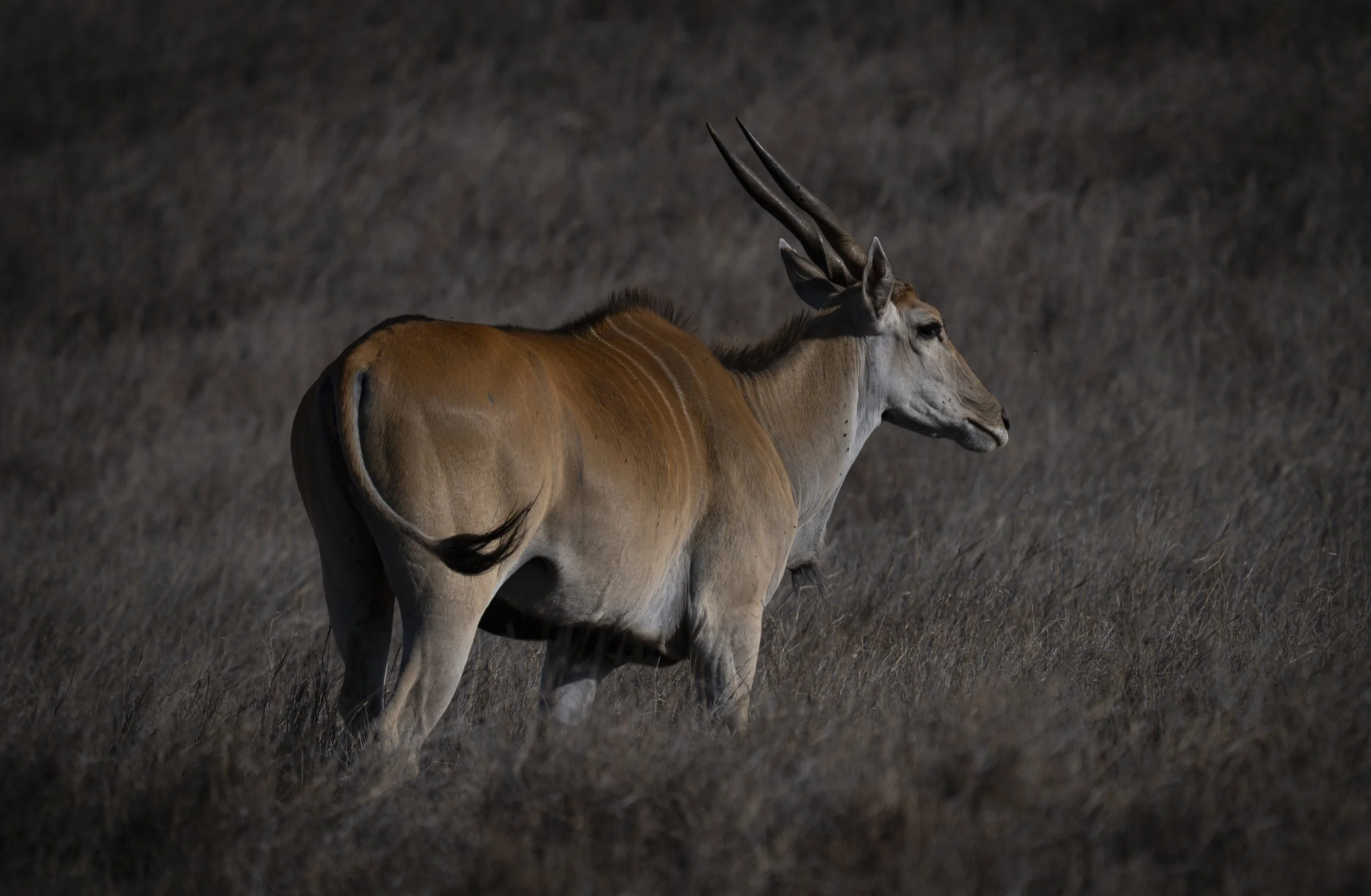 Eland, (Taurotragus oryx) Masai Mara
